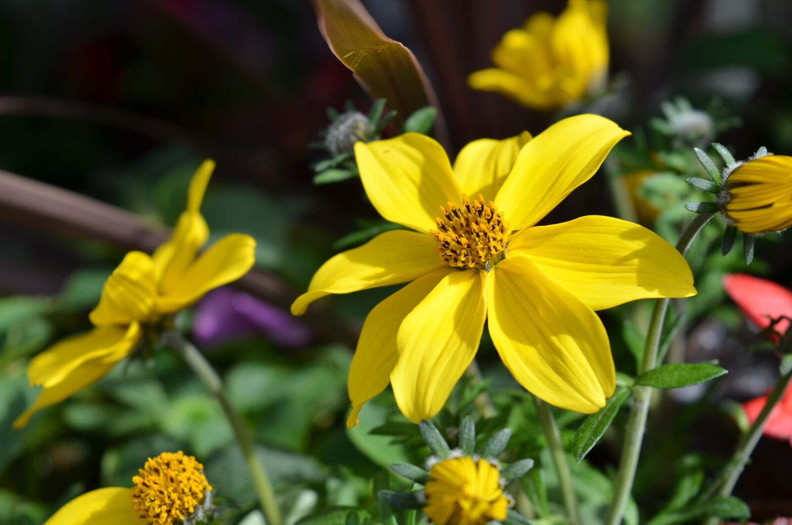 Nikon D7000 sample photo. Plant, flower, floral photography