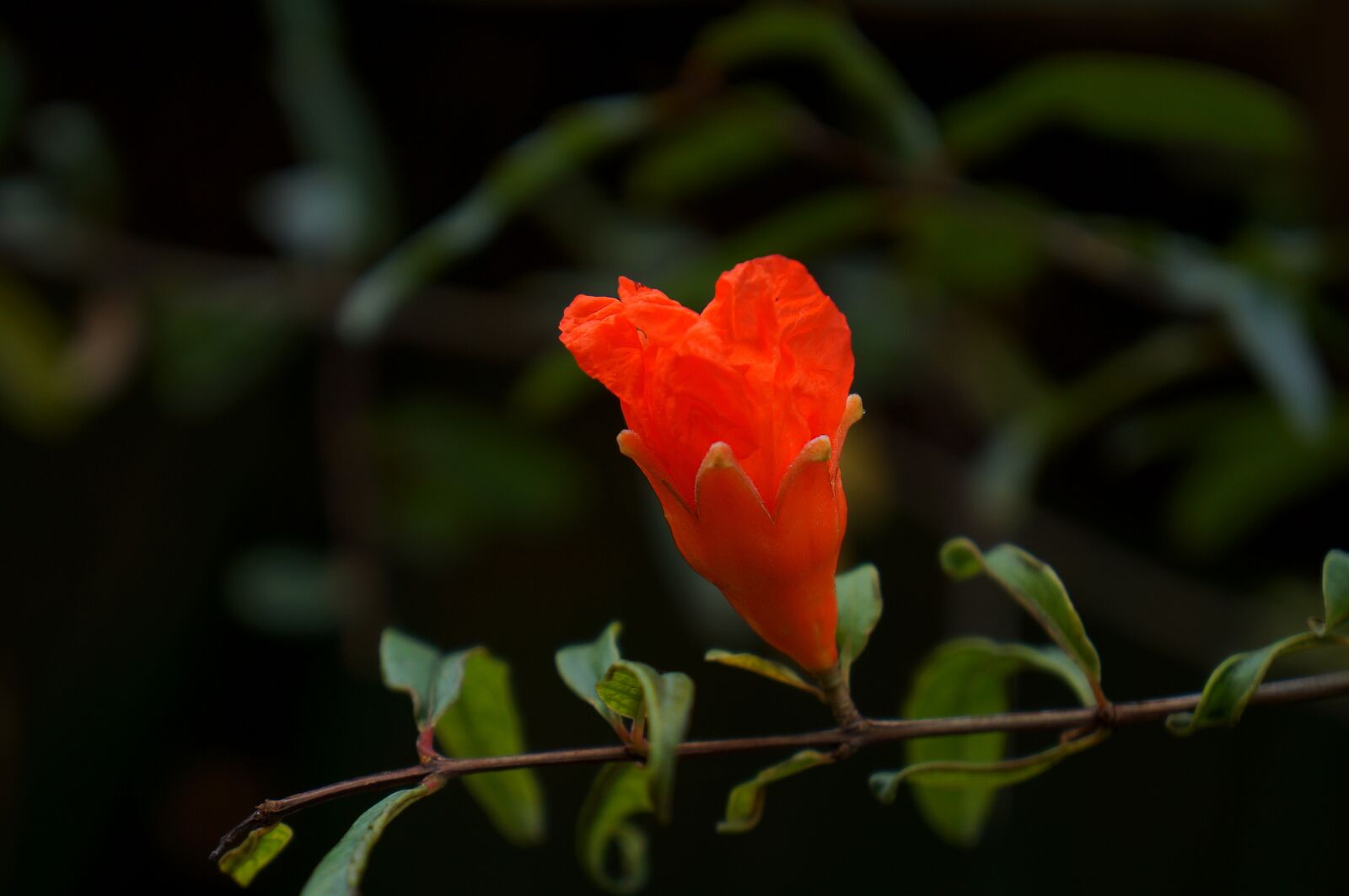 Sony Alpha NEX-F3 + Sony E 18-55mm F3.5-5.6 OSS sample photo. Natural, pomegranate blossom, red photography
