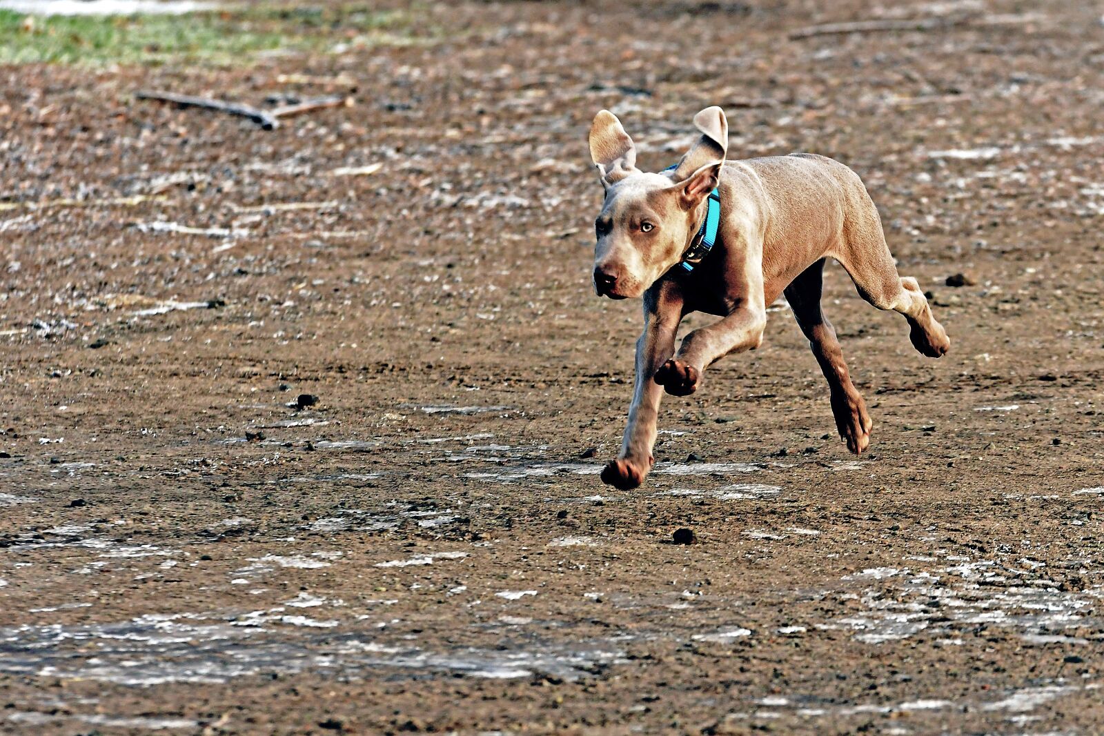 Nikon D500 sample photo. Dog, young dog, weimaraner photography
