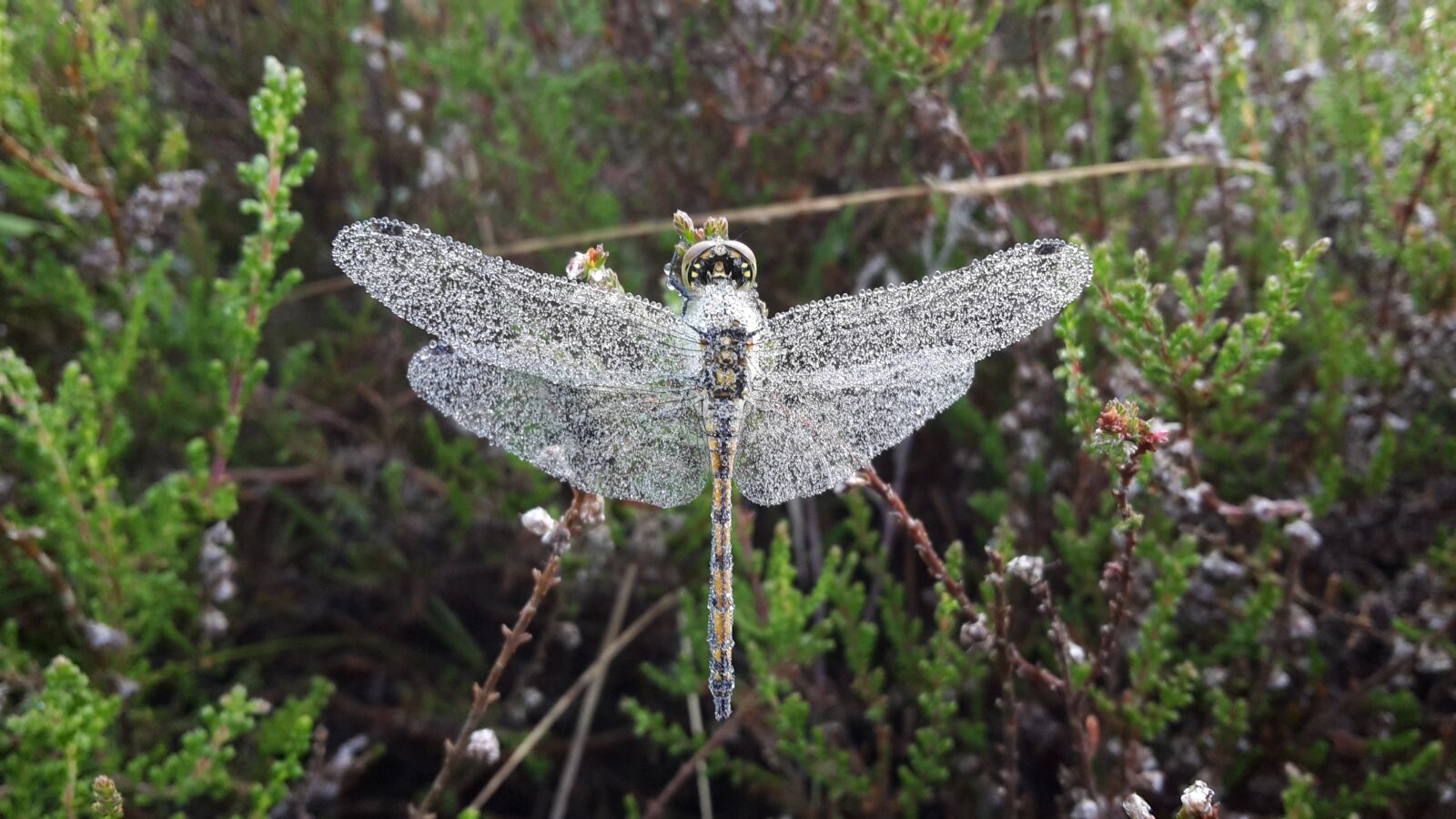 Samsung Galaxy S5 Mini sample photo. Dragonfly, dew, macro photography