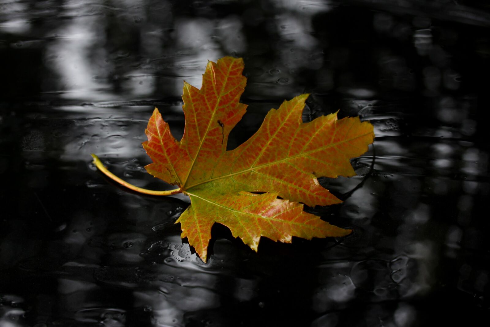 Canon EF-S 60mm F2.8 Macro USM sample photo. Leaf, yellow, autumn photography