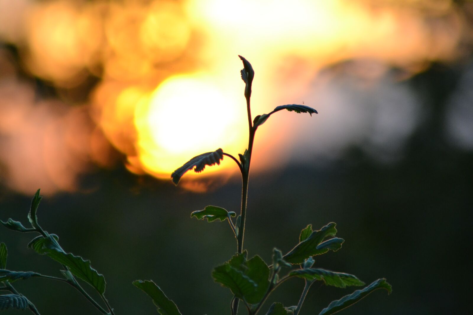 Nikon D3100 sample photo. Wild photography, wild, nature photography