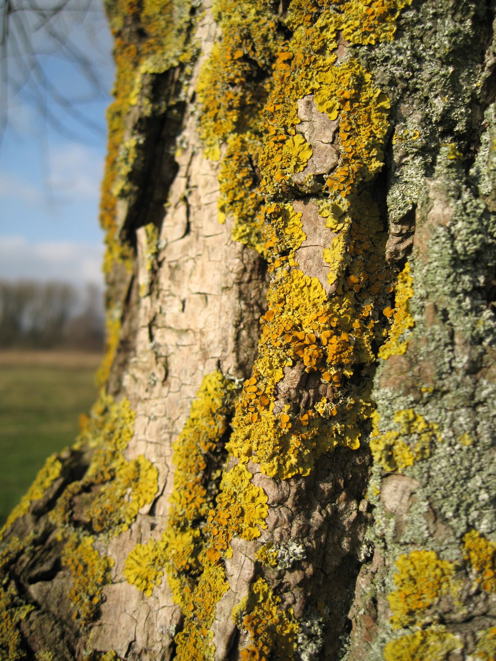 Canon IXY DIGITAL 2000 IS sample photo. Tree, tribe, lichen photography