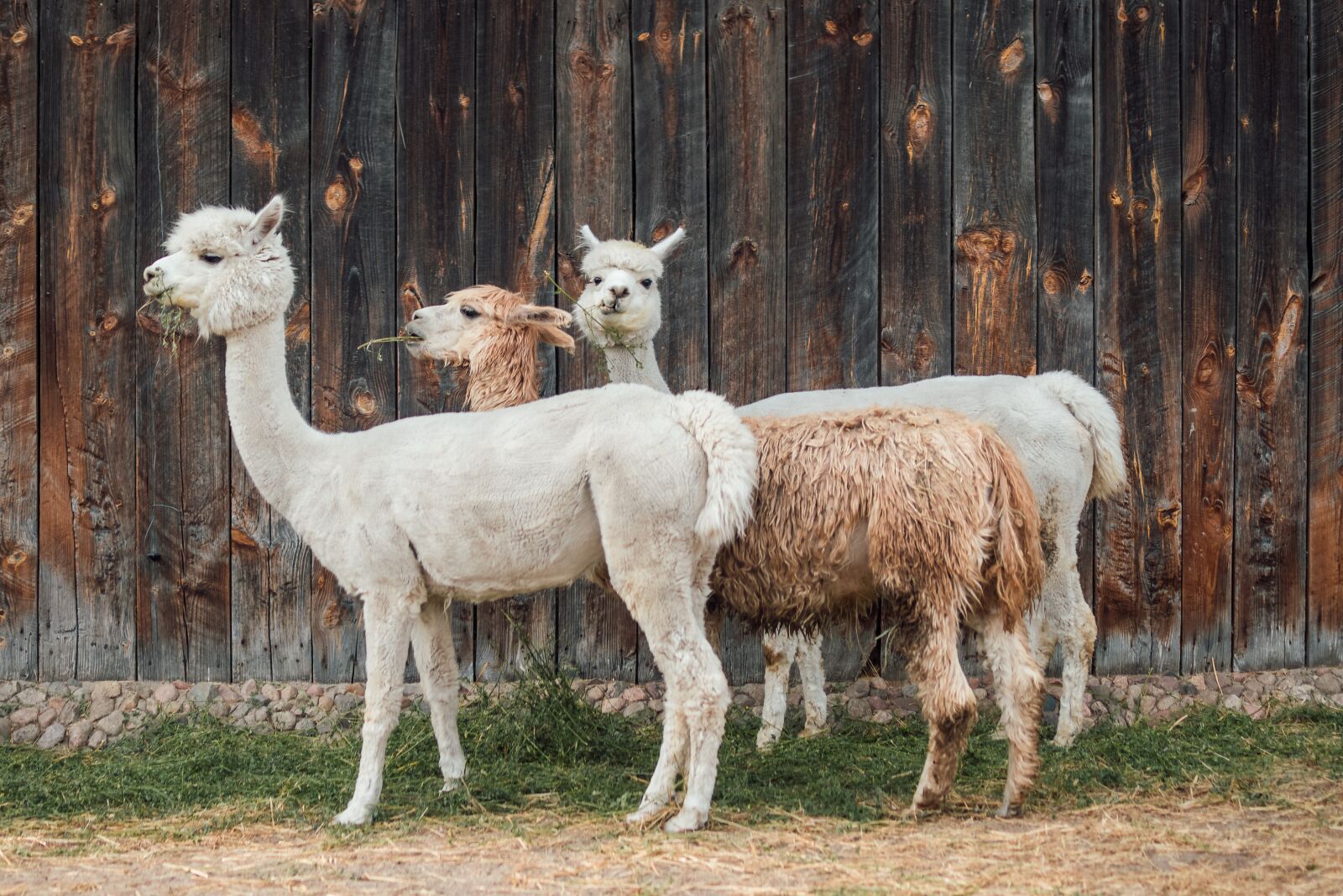 Nikon D500 sample photo. Alpaca, cottages-vacation rentals, wool photography