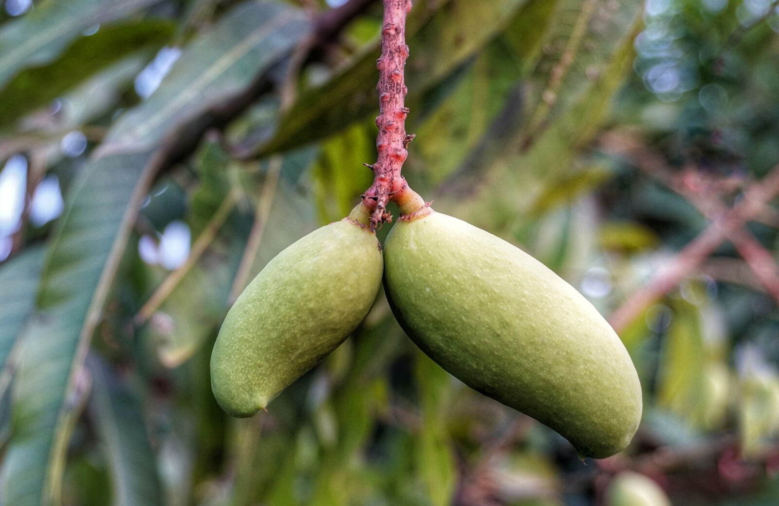 Sony a6300 sample photo. Growing, mango, green photography