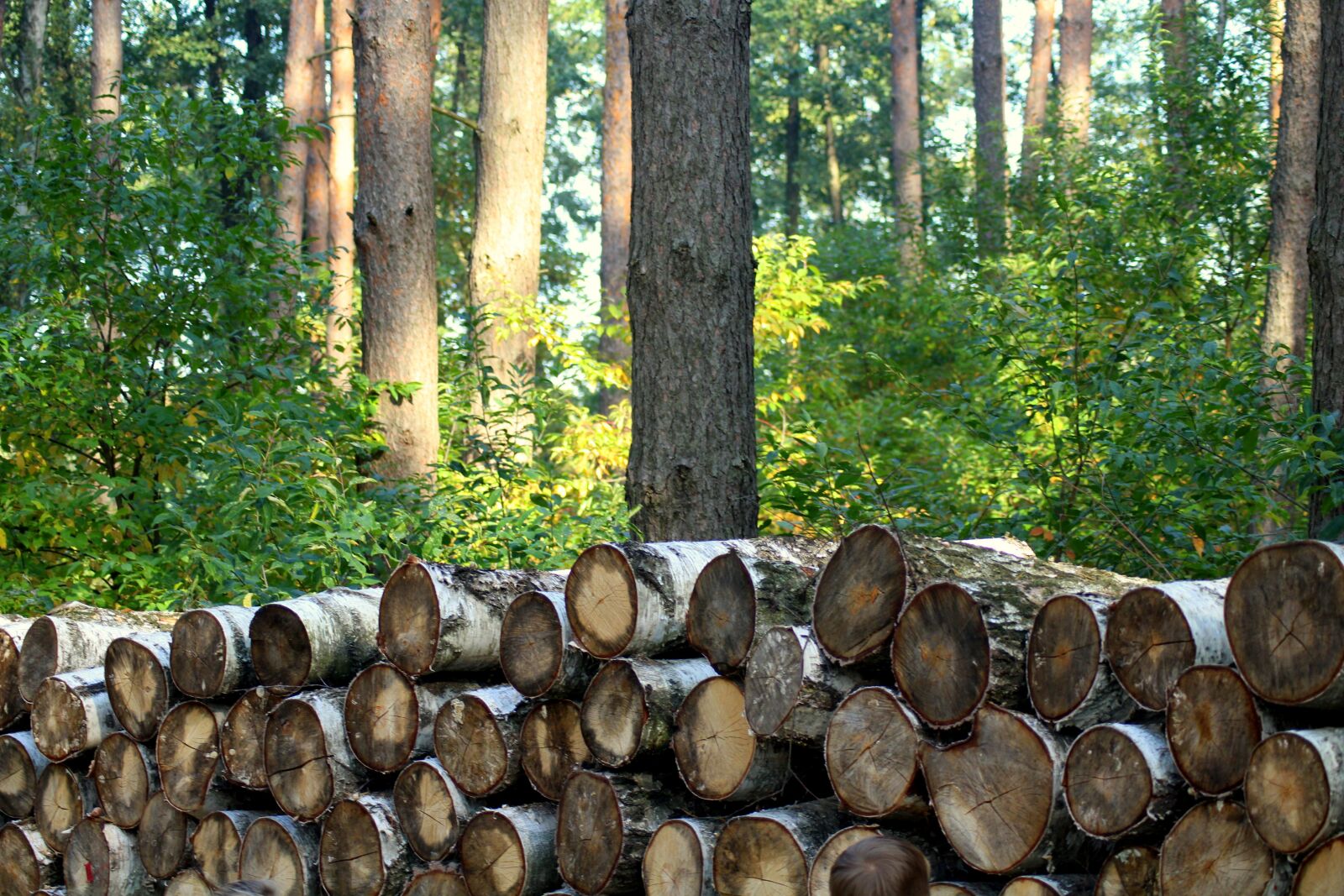 Canon EOS 1200D (EOS Rebel T5 / EOS Kiss X70 / EOS Hi) sample photo. Tree, forest, cut down photography