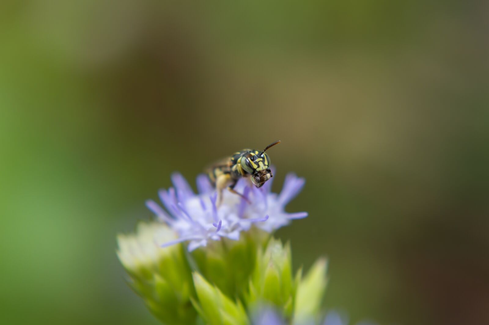 Nikon D3200 sample photo. Insects, flowers, dec photography
