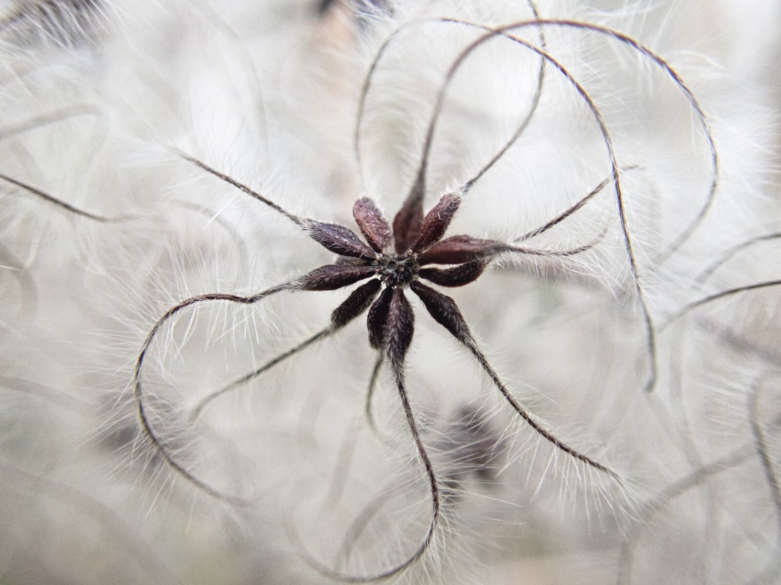 Olympus TG-5 sample photo. Clematis, plant, seeds photography