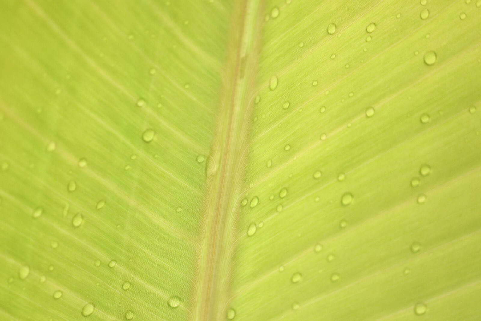 Canon EOS 250D (EOS Rebel SL3 / EOS Kiss X10 / EOS 200D II) sample photo. Green, leaf, drops photography