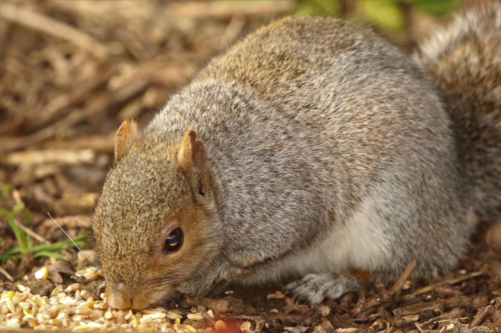150-600mm F5-6.3 DG OS HSM | Contemporary 015 sample photo. Squirrel, rodent, nature photography