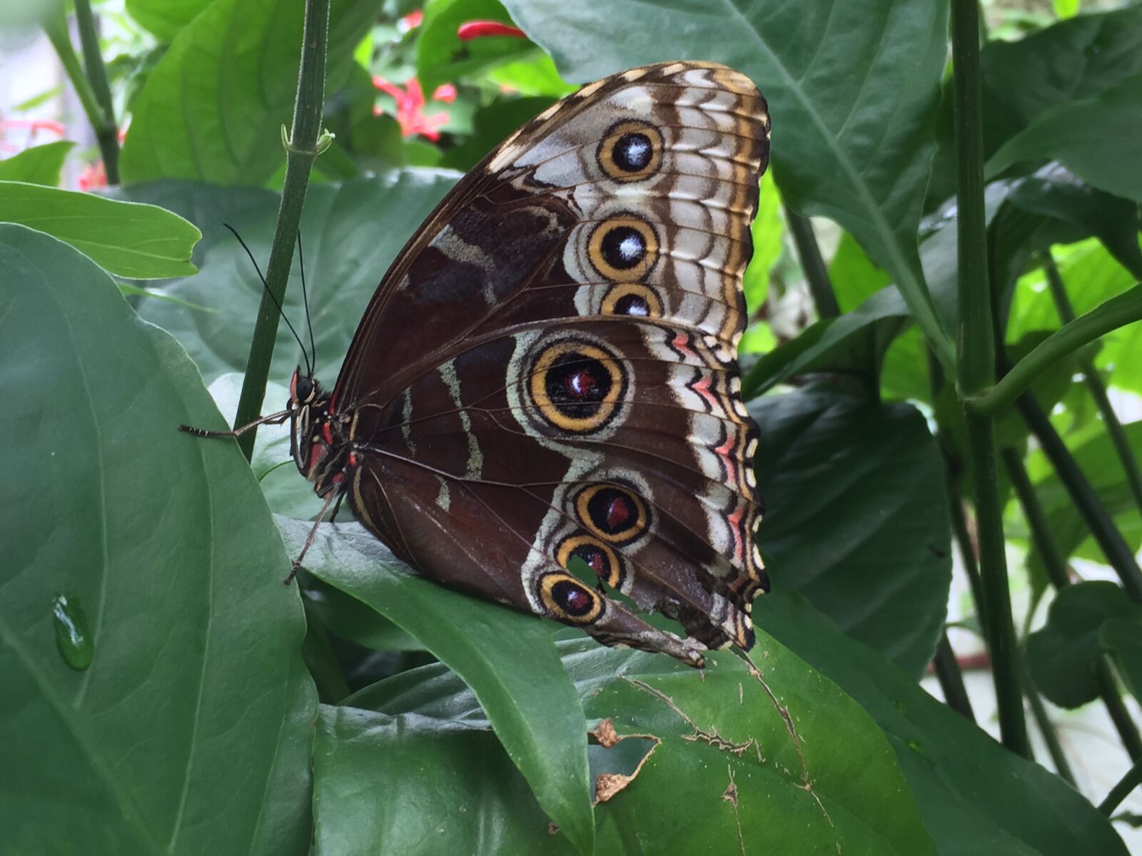Apple iPhone 6 sample photo. Butterfly, camouflage, summer photography