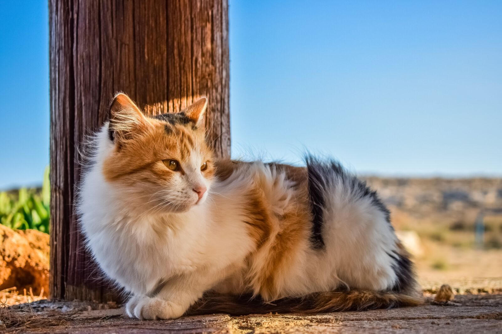 Nikon D3300 sample photo. Cat, stray, animal photography