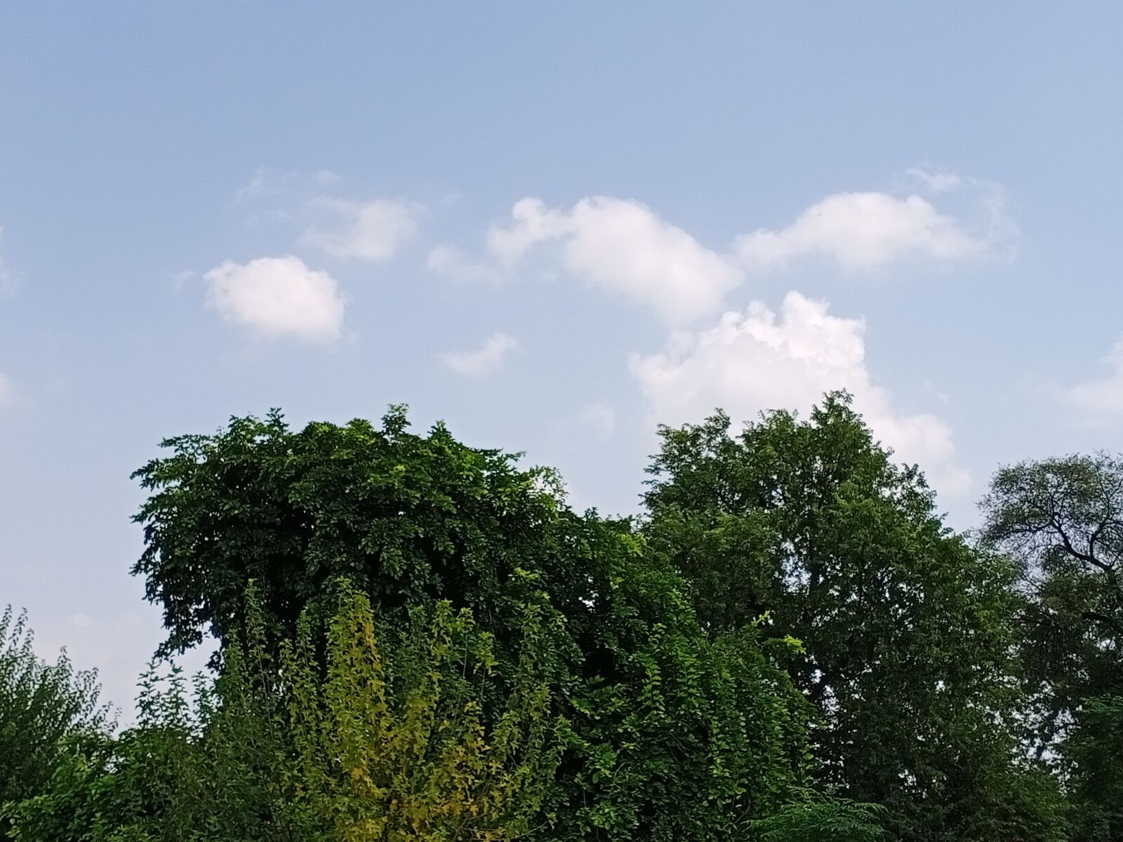 vivo 1907_19 sample photo. Nature, tree, sky photography