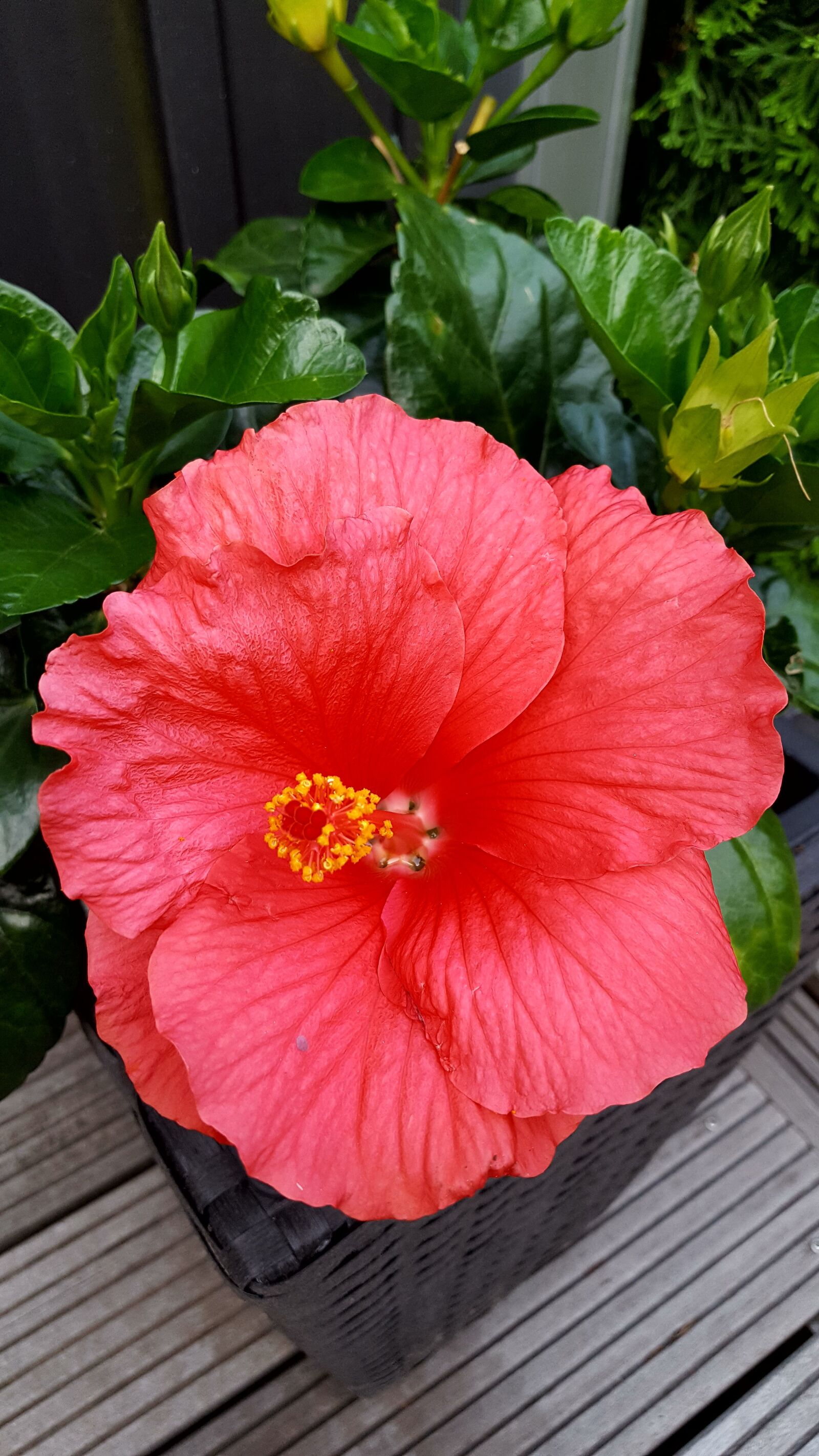 Samsung Galaxy S6 sample photo. Blossom, bloom, garden photography