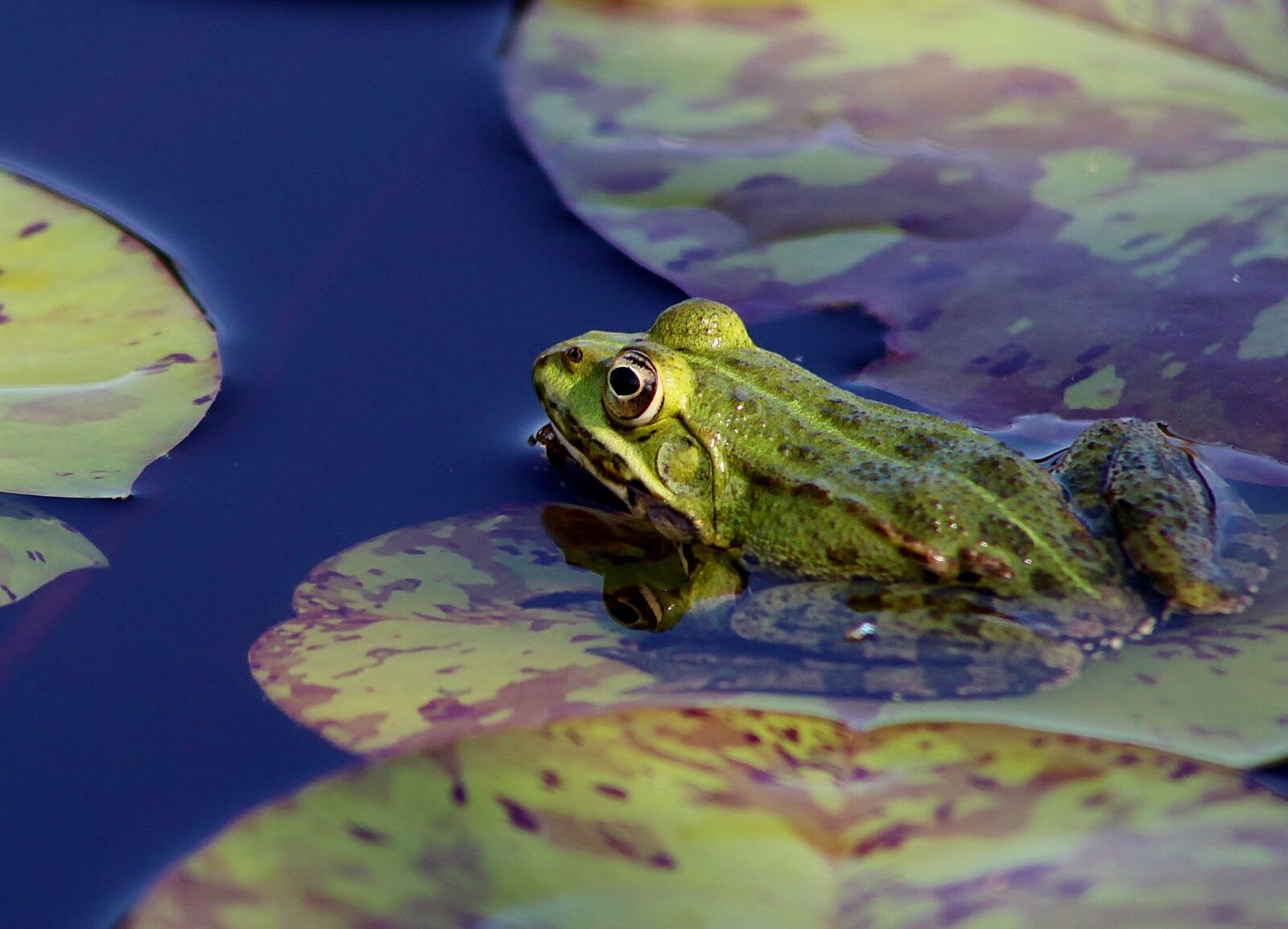 Canon EOS 5D Mark II sample photo. Frog, pond, lily photography