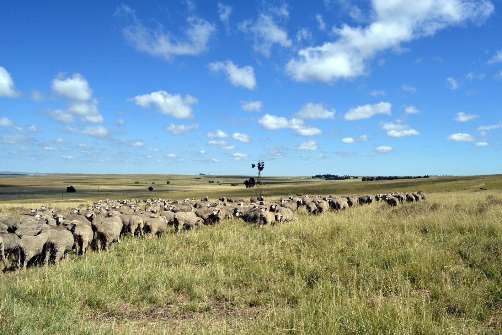 Nikon D3100 sample photo. Sheep, agricultural, farming photography