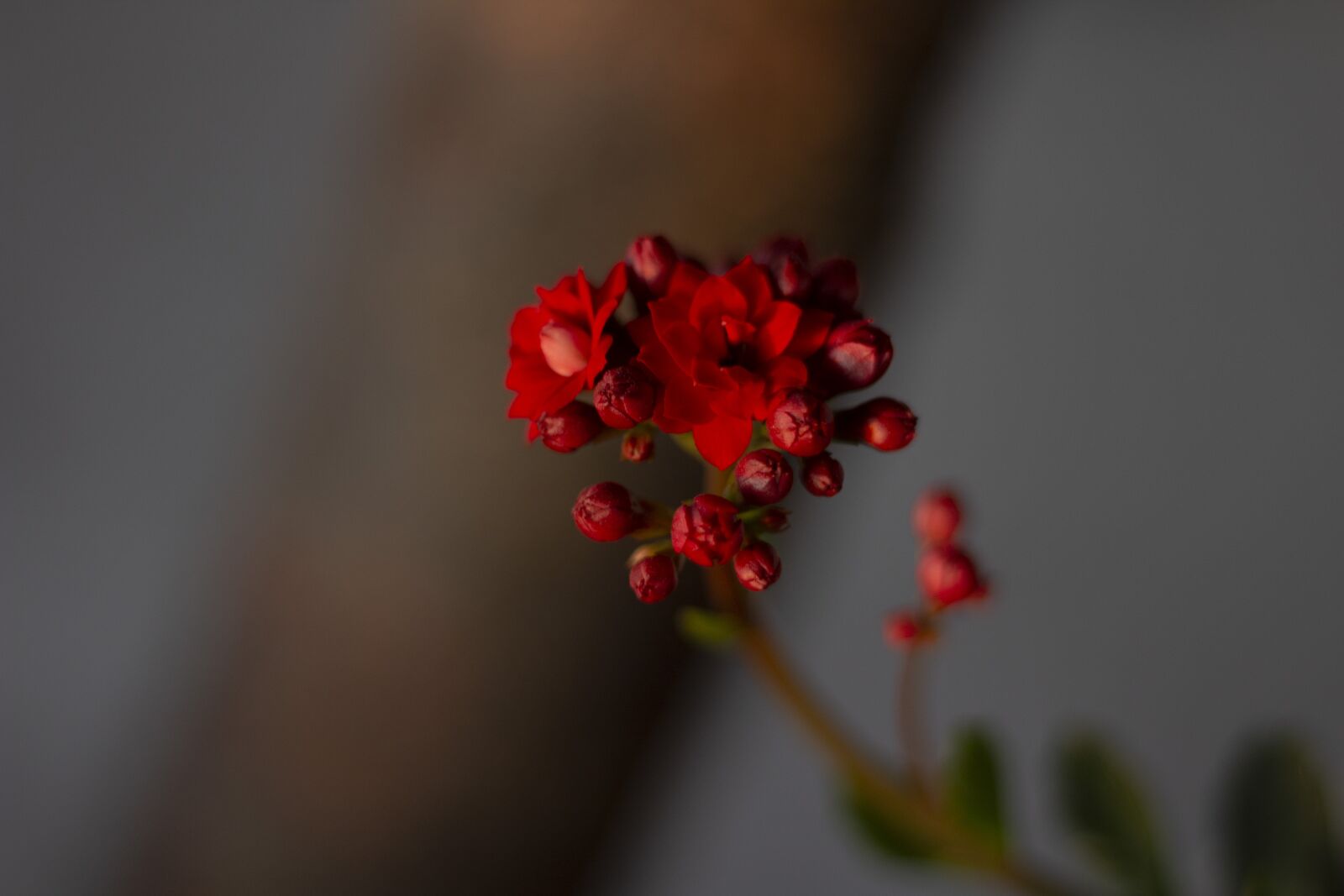 Canon EF 50mm F1.8 STM sample photo. Flower, nature, spring photography