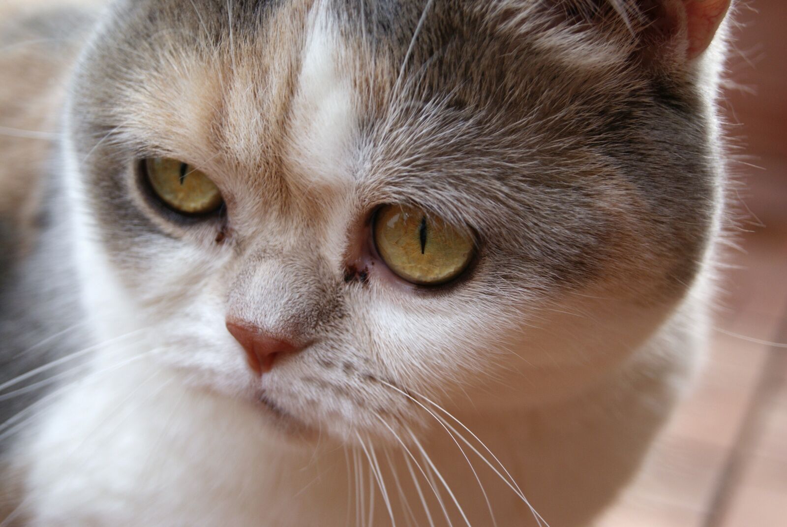 Sony Alpha DSLR-A230 sample photo. Cat, british, british shorthair photography