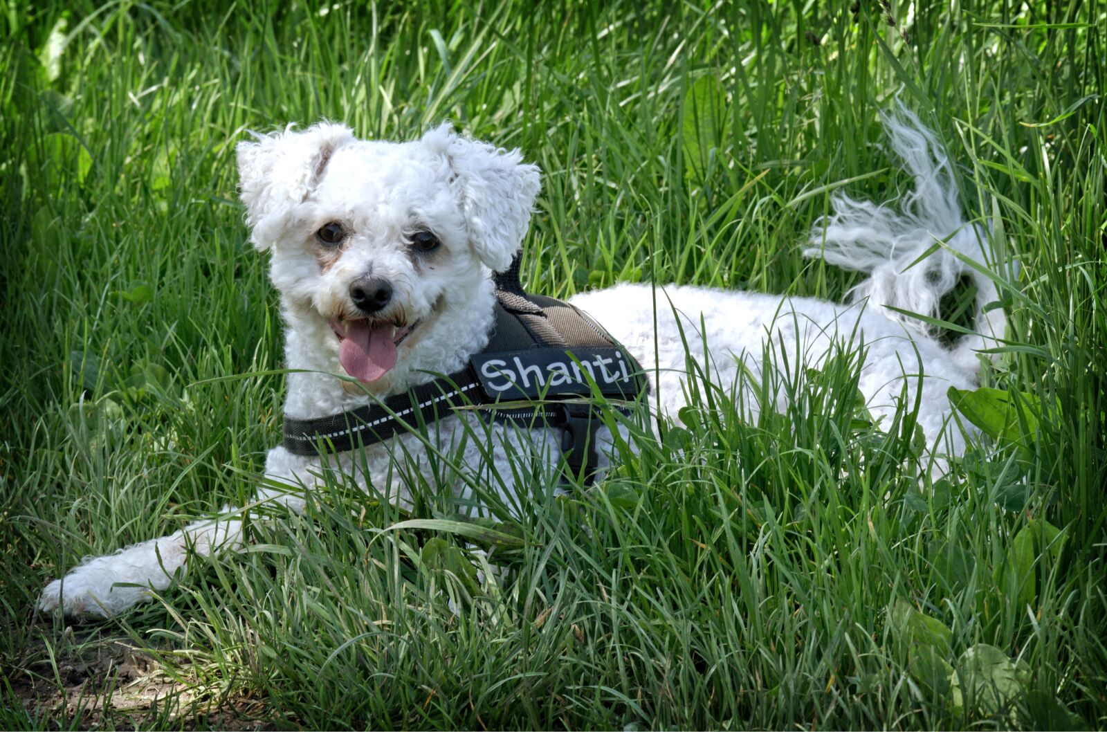 55.0-200.0mm f/4.0-f/5.6 sample photo. Bichon frise, dog, lying photography