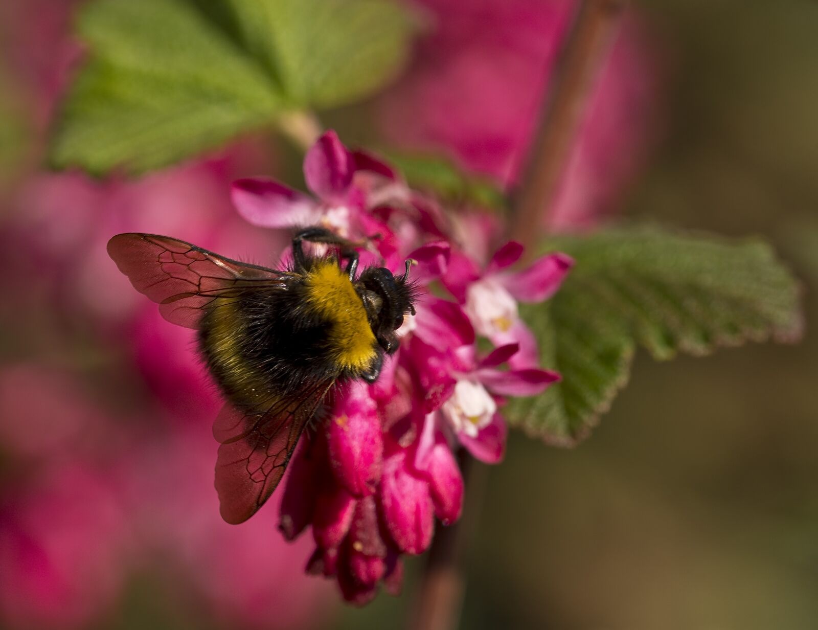 Nikon D500 sample photo. Nature, hummel, pollination photography