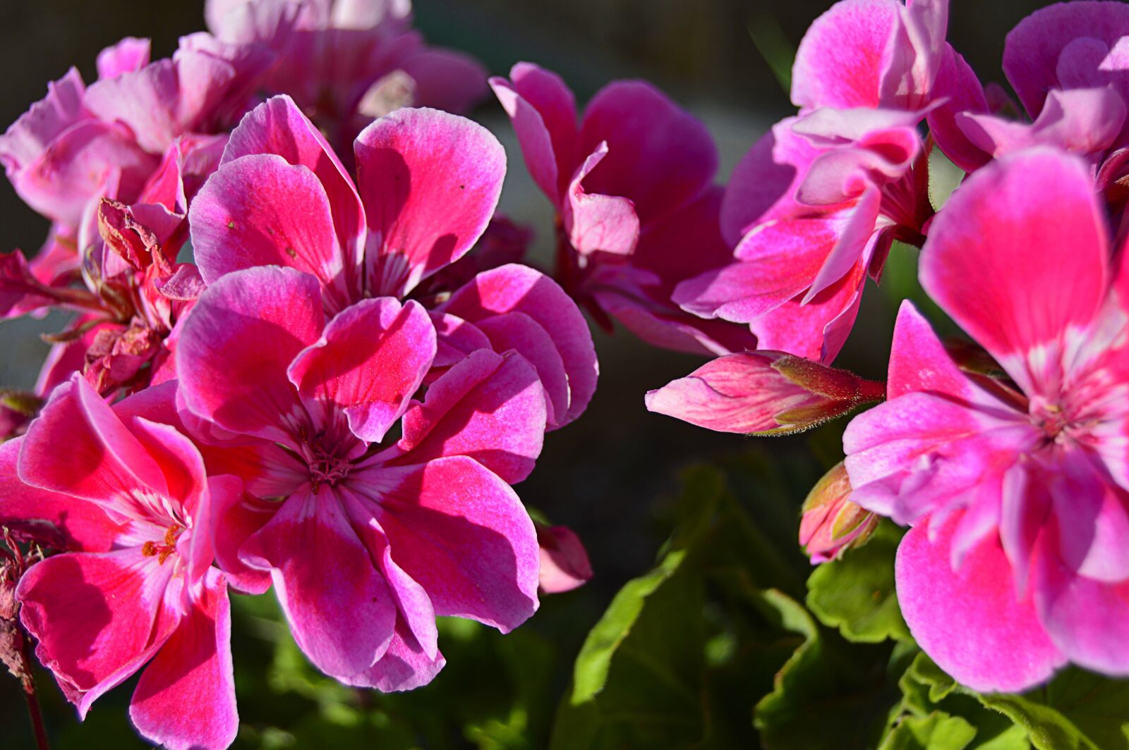 Nikon D3200 sample photo. Geraneo, geraneo pink, pink photography