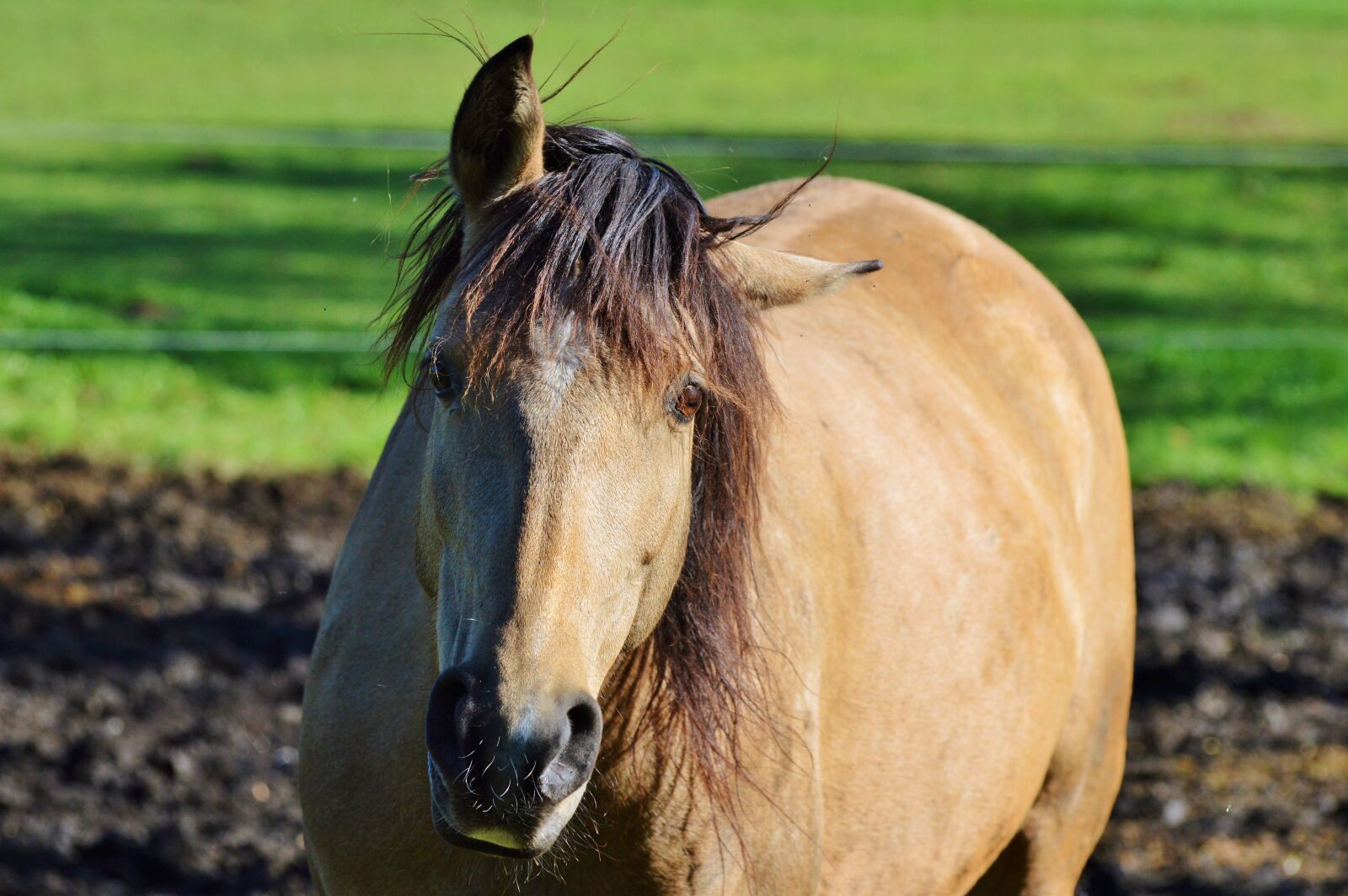 Nikon D3200 sample photo. Horse, ride, reiter photography