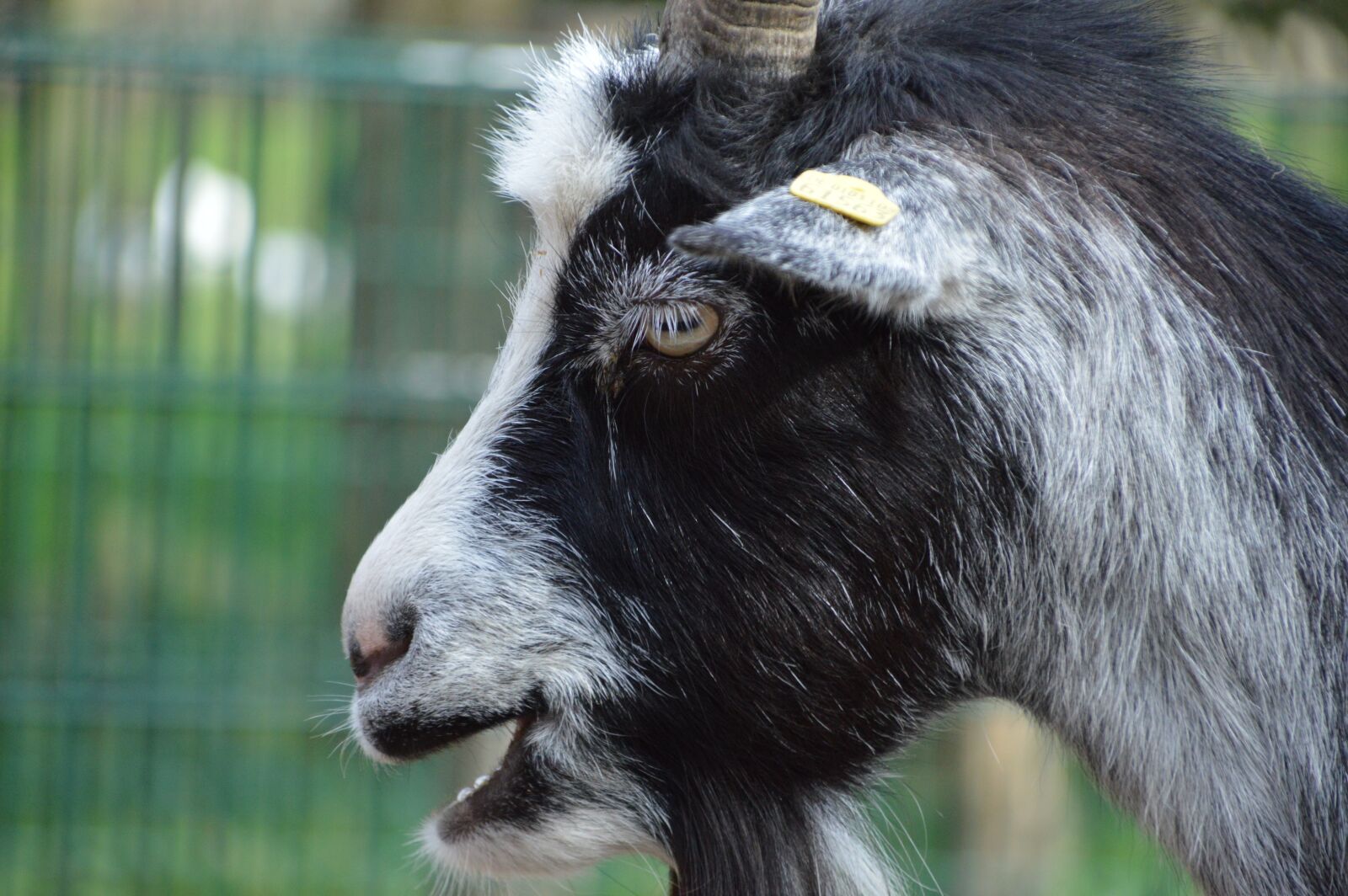 Nikon D3200 sample photo. Goat, country life, nature photography