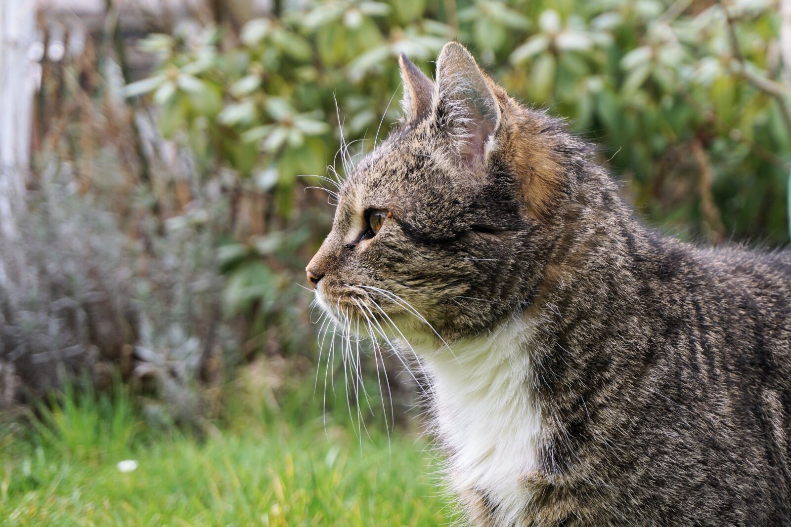 Sony a6000 sample photo. Cat, fur, domestic cat photography