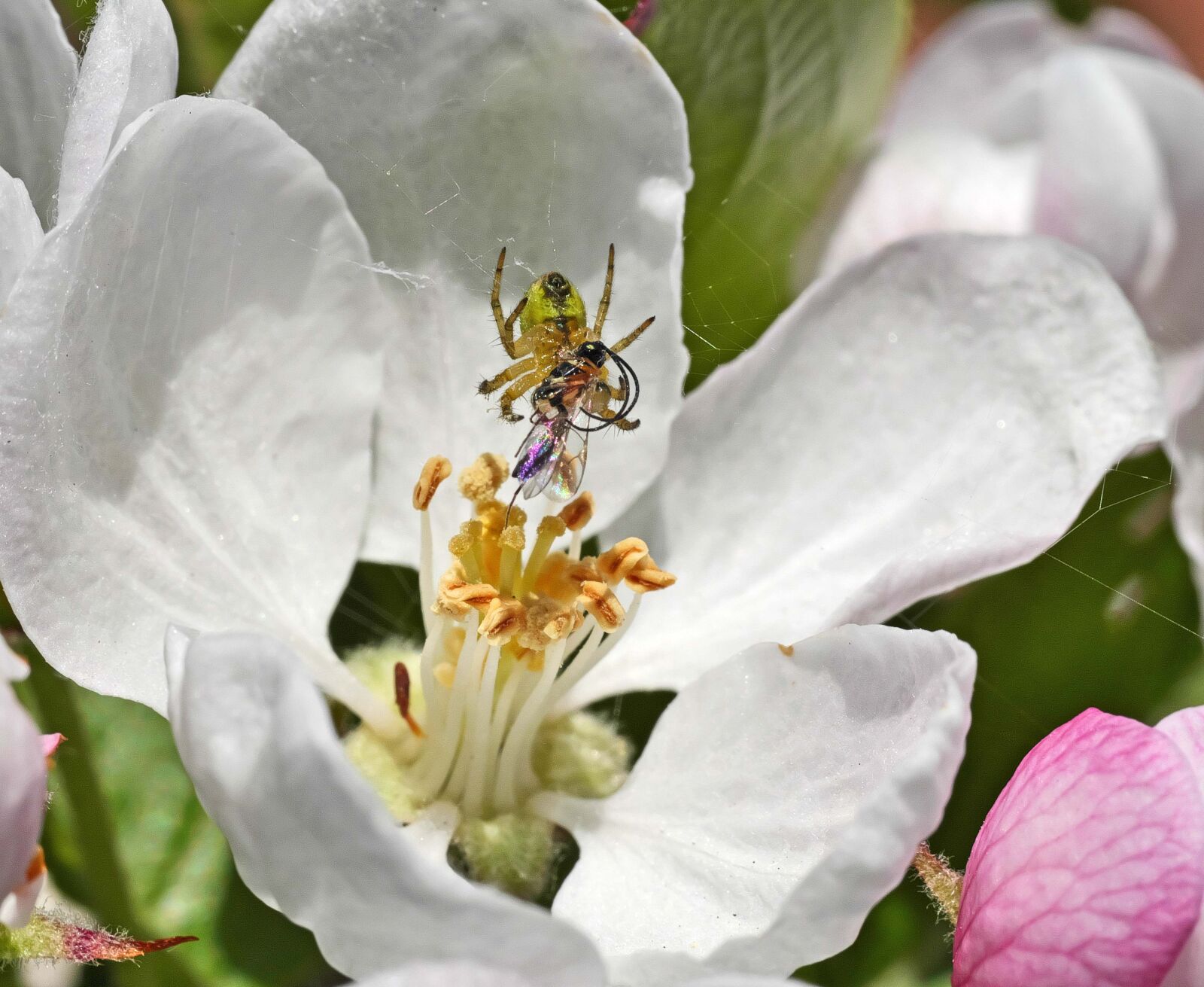 Panasonic Lumix DC-G9 sample photo. Apple blossom, small spider photography