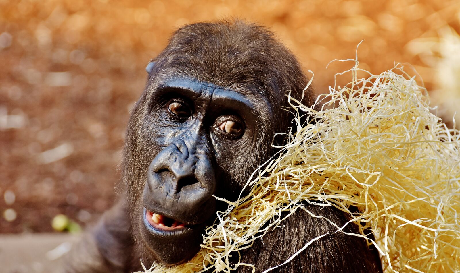 Nikon D7200 sample photo. Gorilla, monkey, funny photography