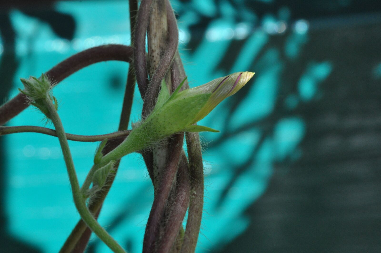 Nikon D5000 sample photo. Vetch, climber plant, blossom photography