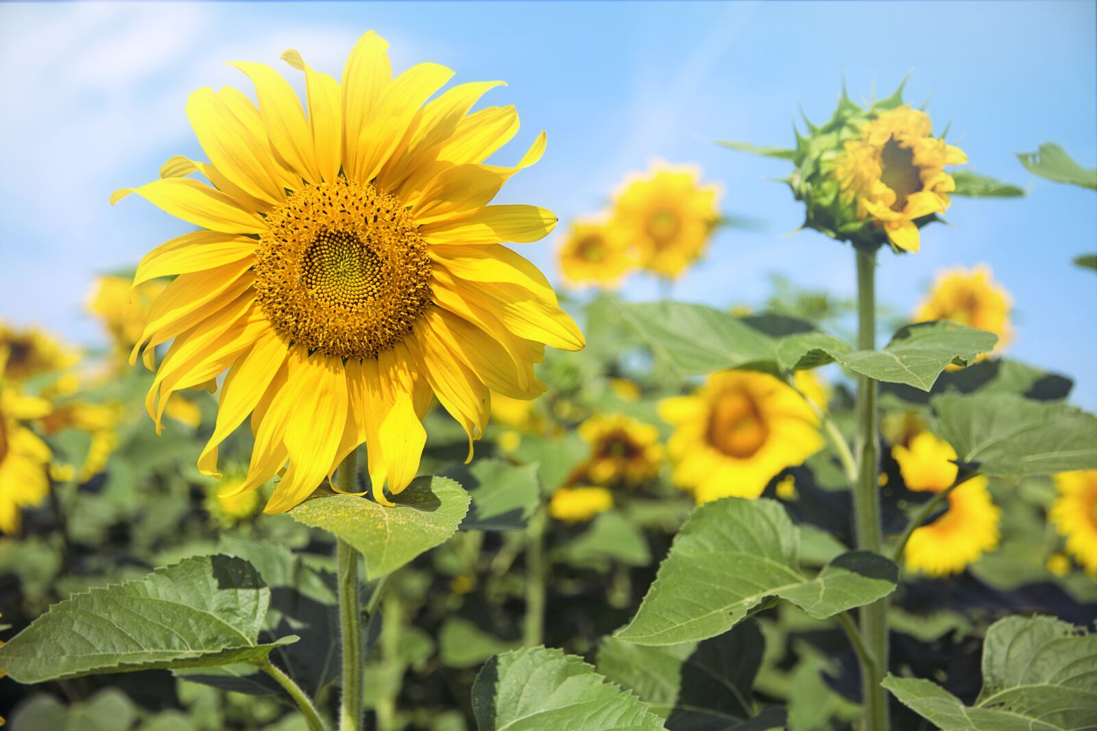 Canon EF 24-70mm F2.8L II USM sample photo. Sunflowers, sunny, yellow photography