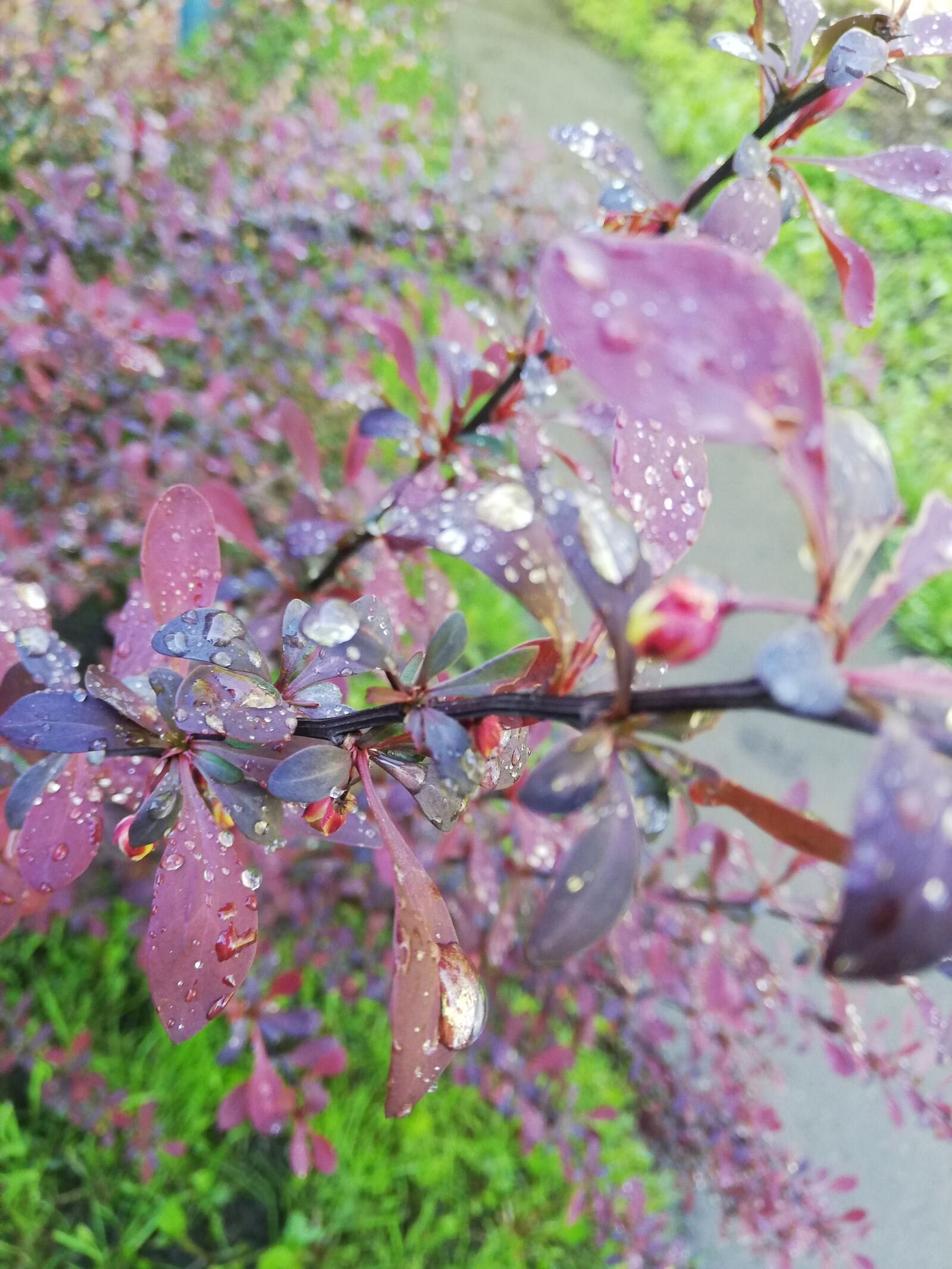 HUAWEI P20 lite sample photo. Branch, red, rain photography