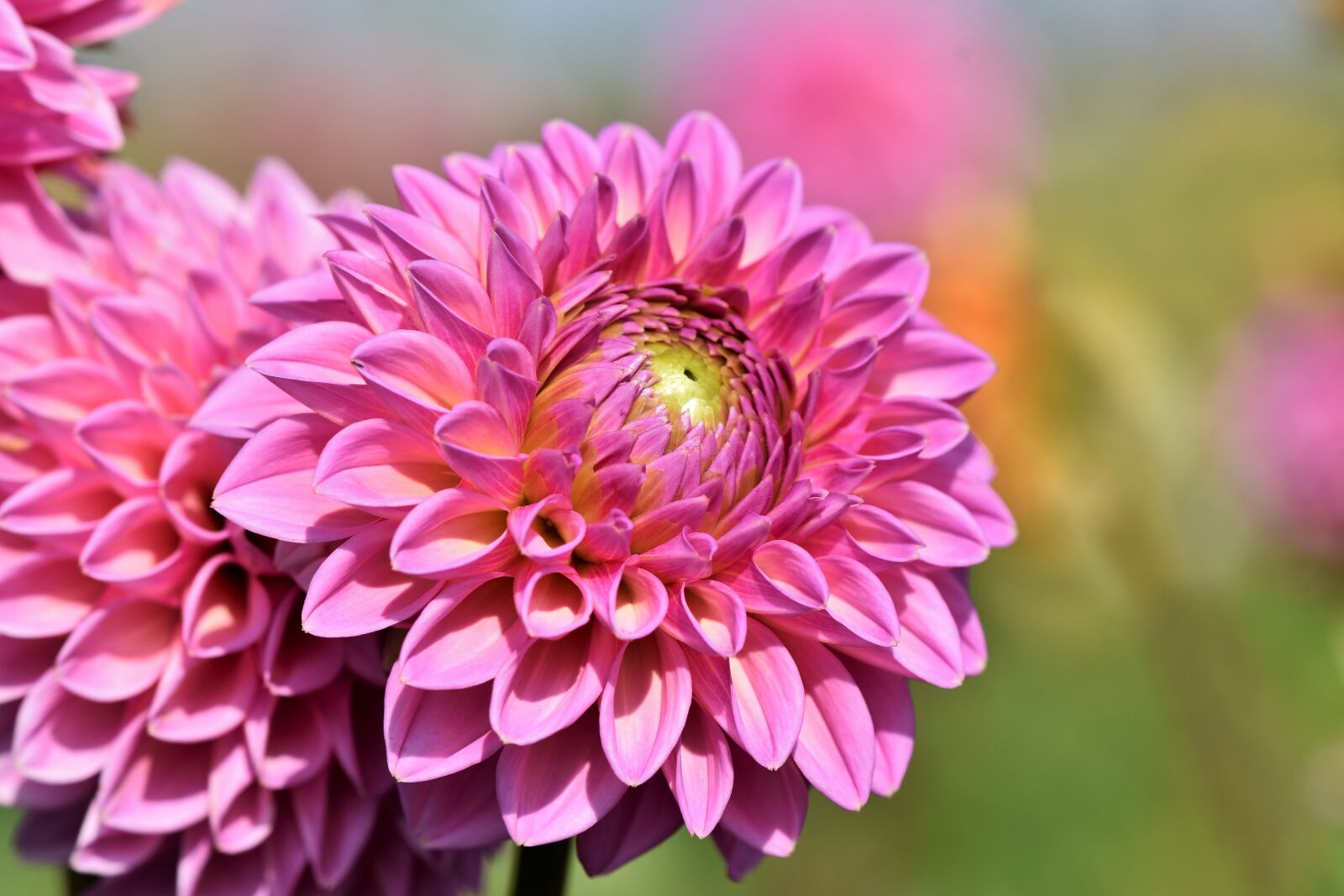 Nikon D7200 sample photo. Dahlia, dahlias bud, flower photography