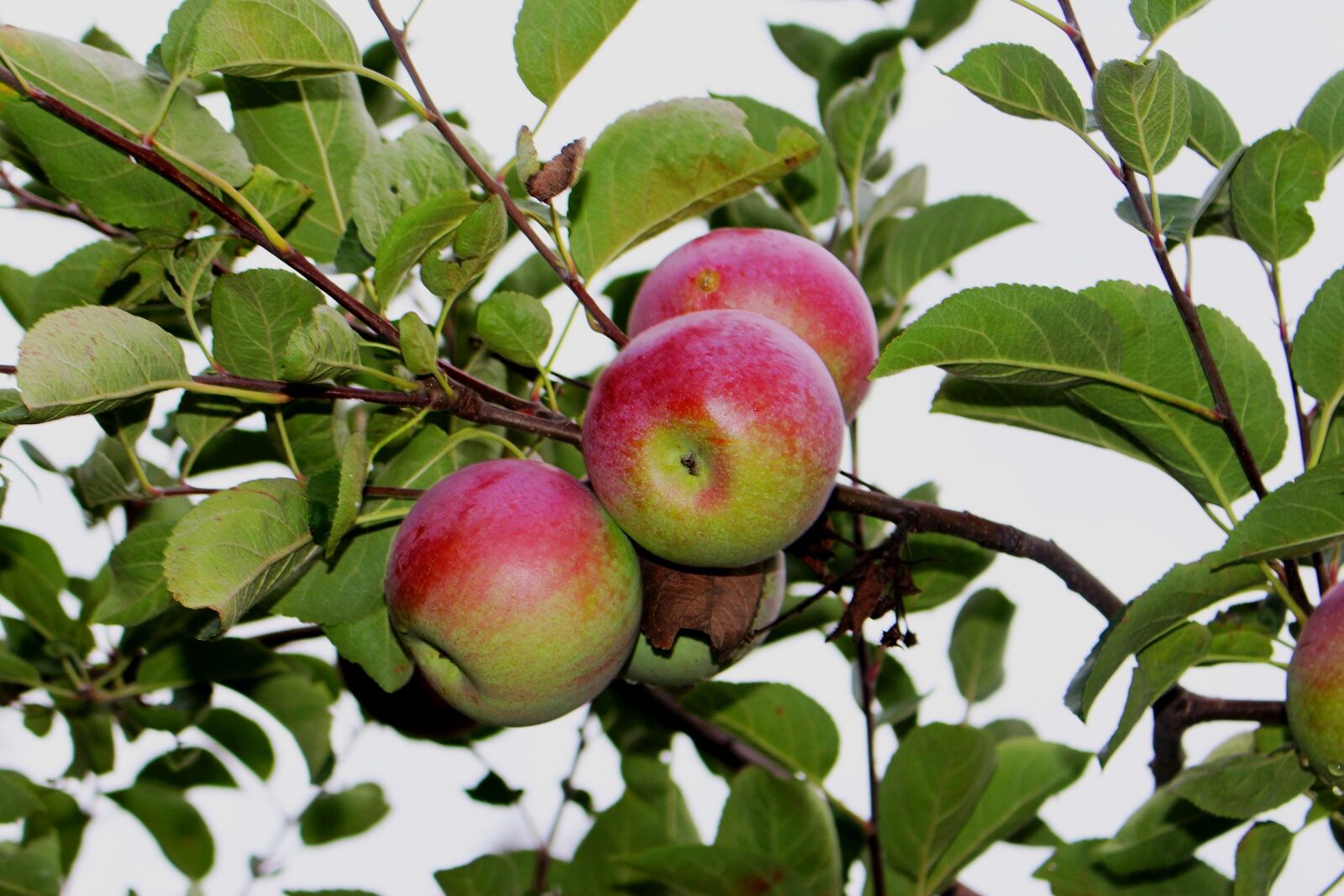 Canon EOS 700D (EOS Rebel T5i / EOS Kiss X7i) sample photo. Fruit, apples, sad photography