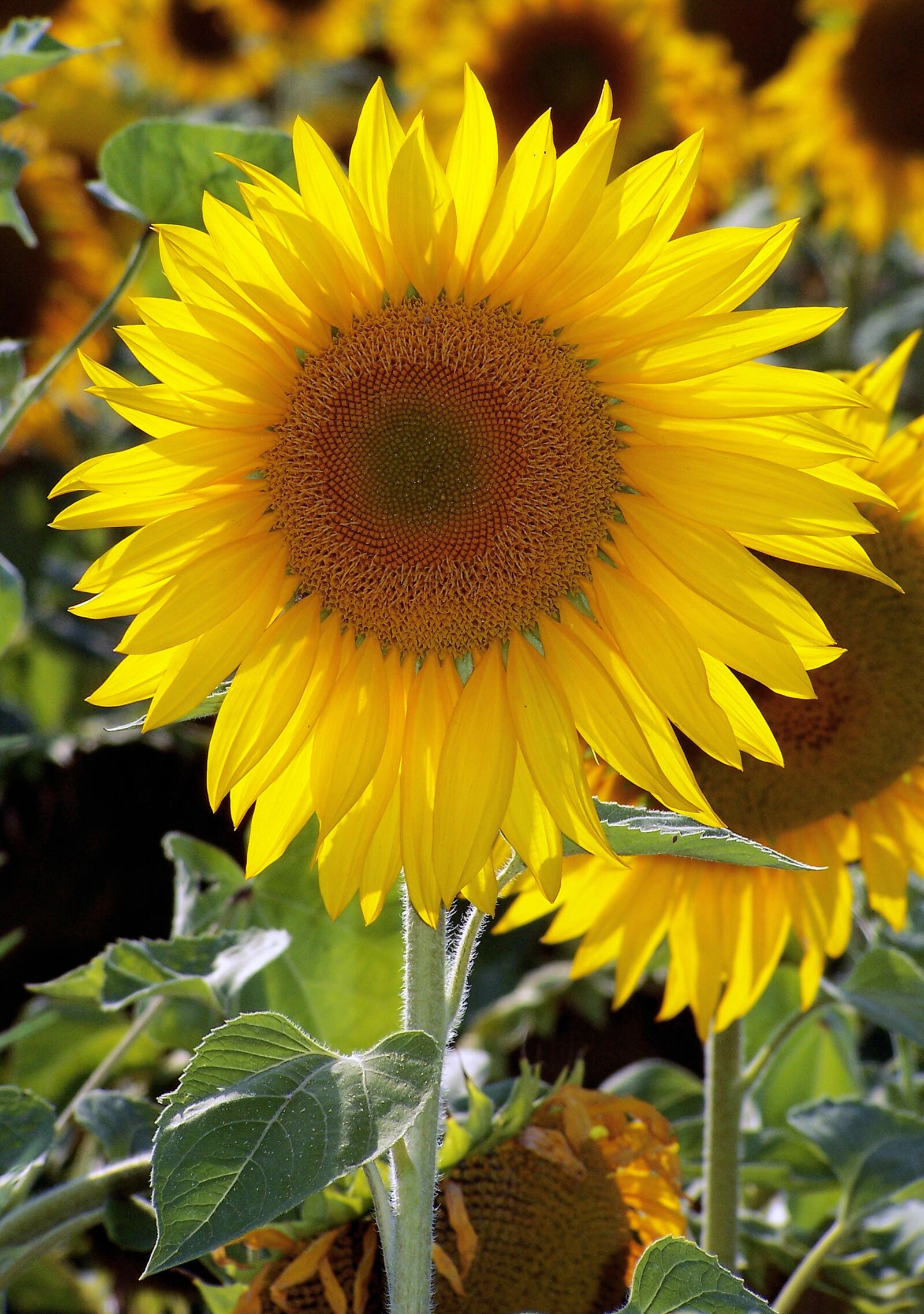Kodak Z740 ZOOM DIGITAL CAMERA sample photo. Sunflower, bloom, sunlight photography
