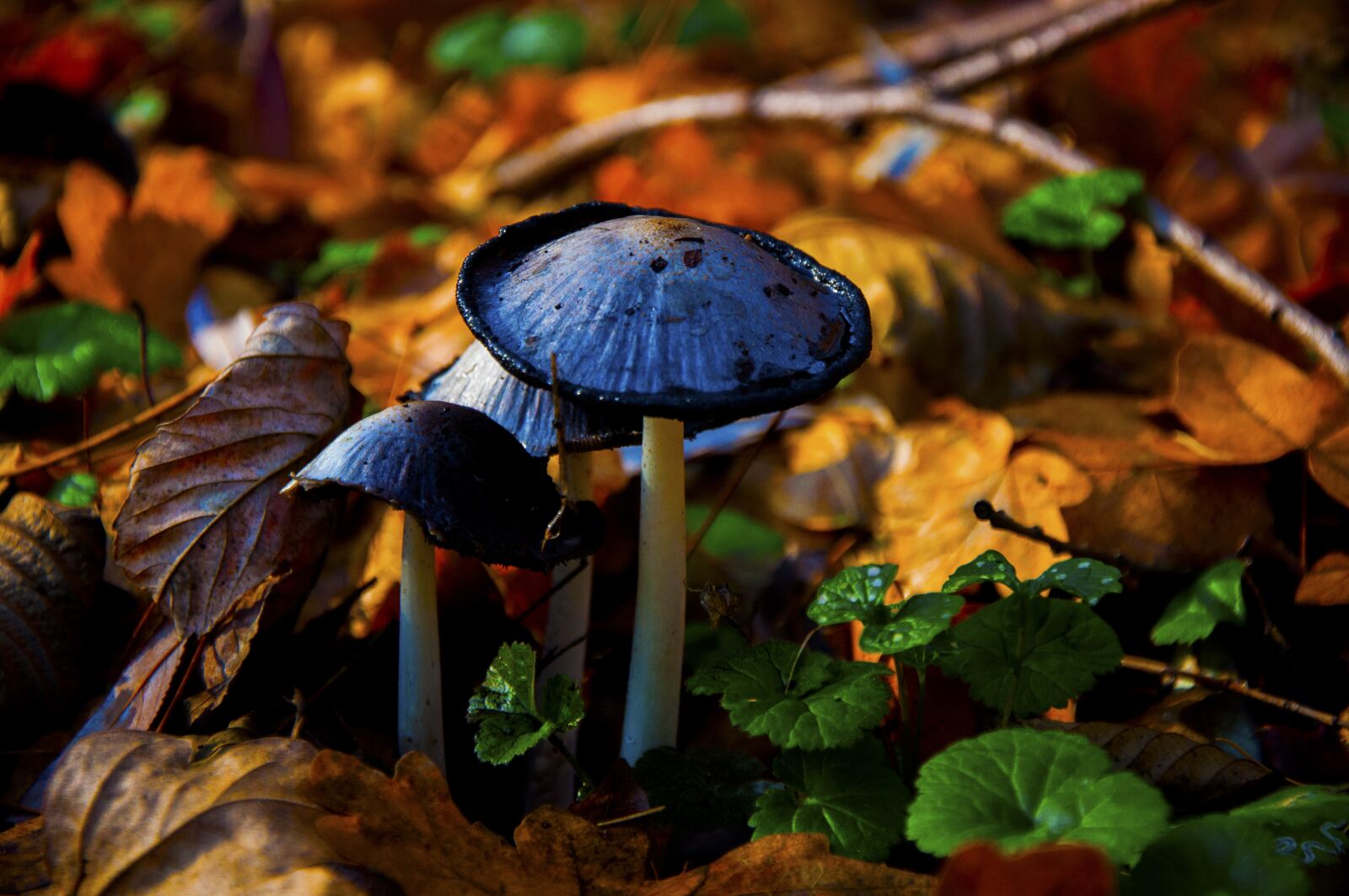 Nikon D90 sample photo. Autumn, mushroom, forest photography