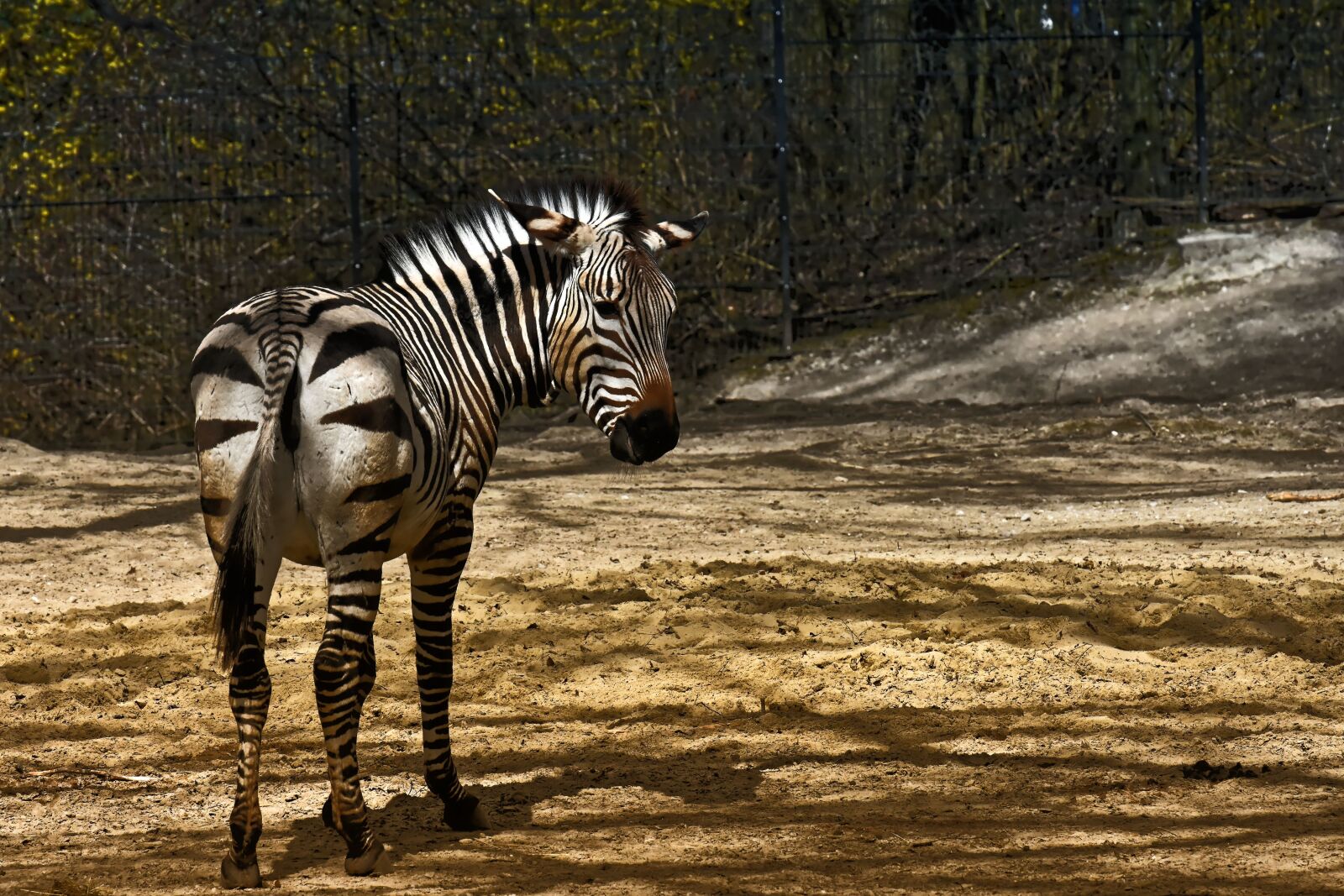 Nikon D7200 sample photo. Zebra, wild animal, zoo photography