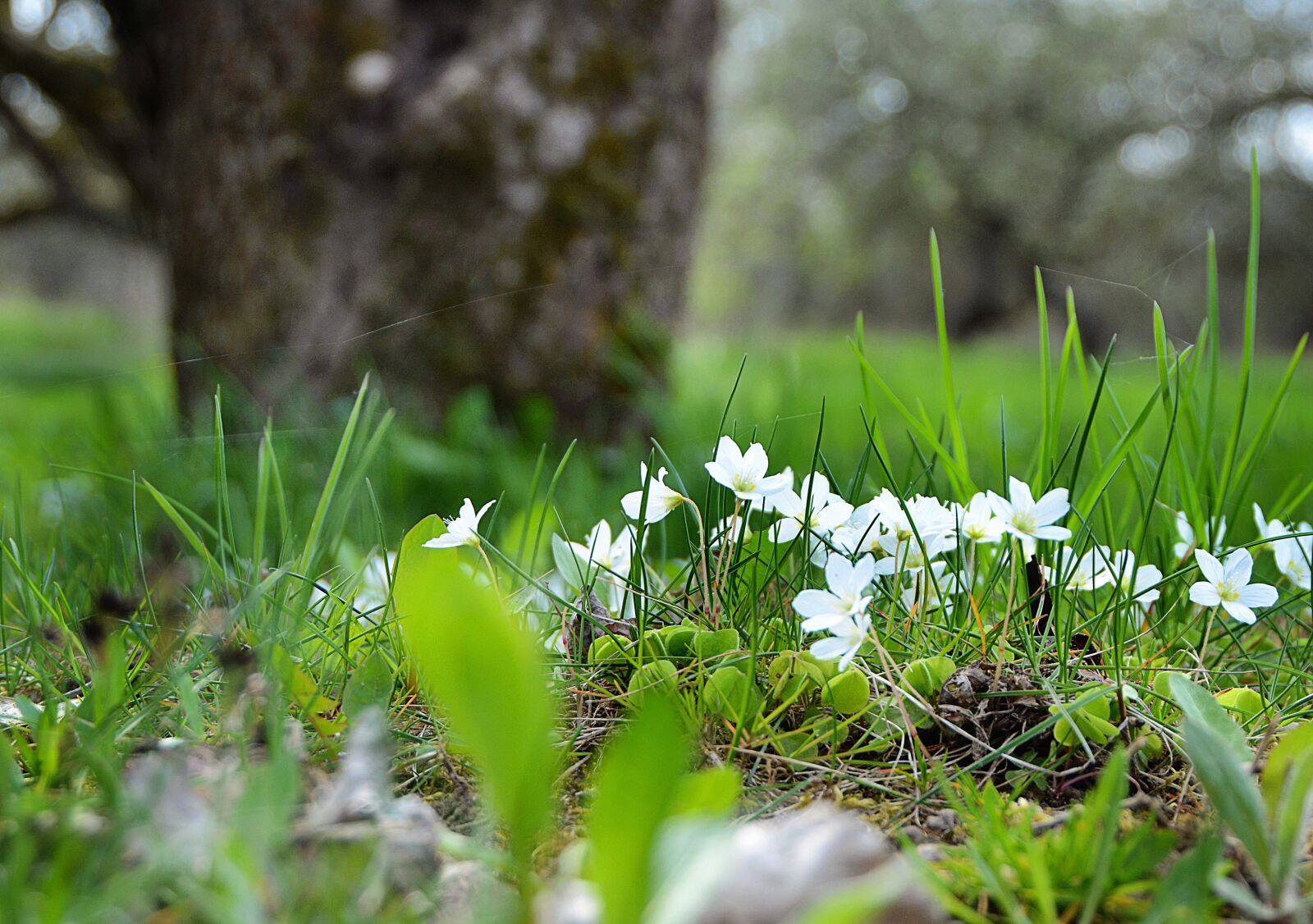 Nikon D7000 sample photo. Forest flowers, flowers, wild photography