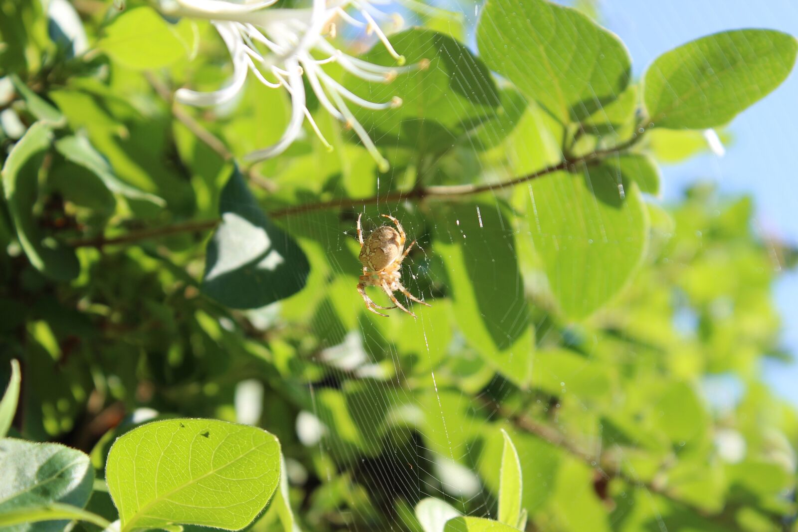 Canon EOS 600D (Rebel EOS T3i / EOS Kiss X5) sample photo. Araneus, spider, cobweb photography