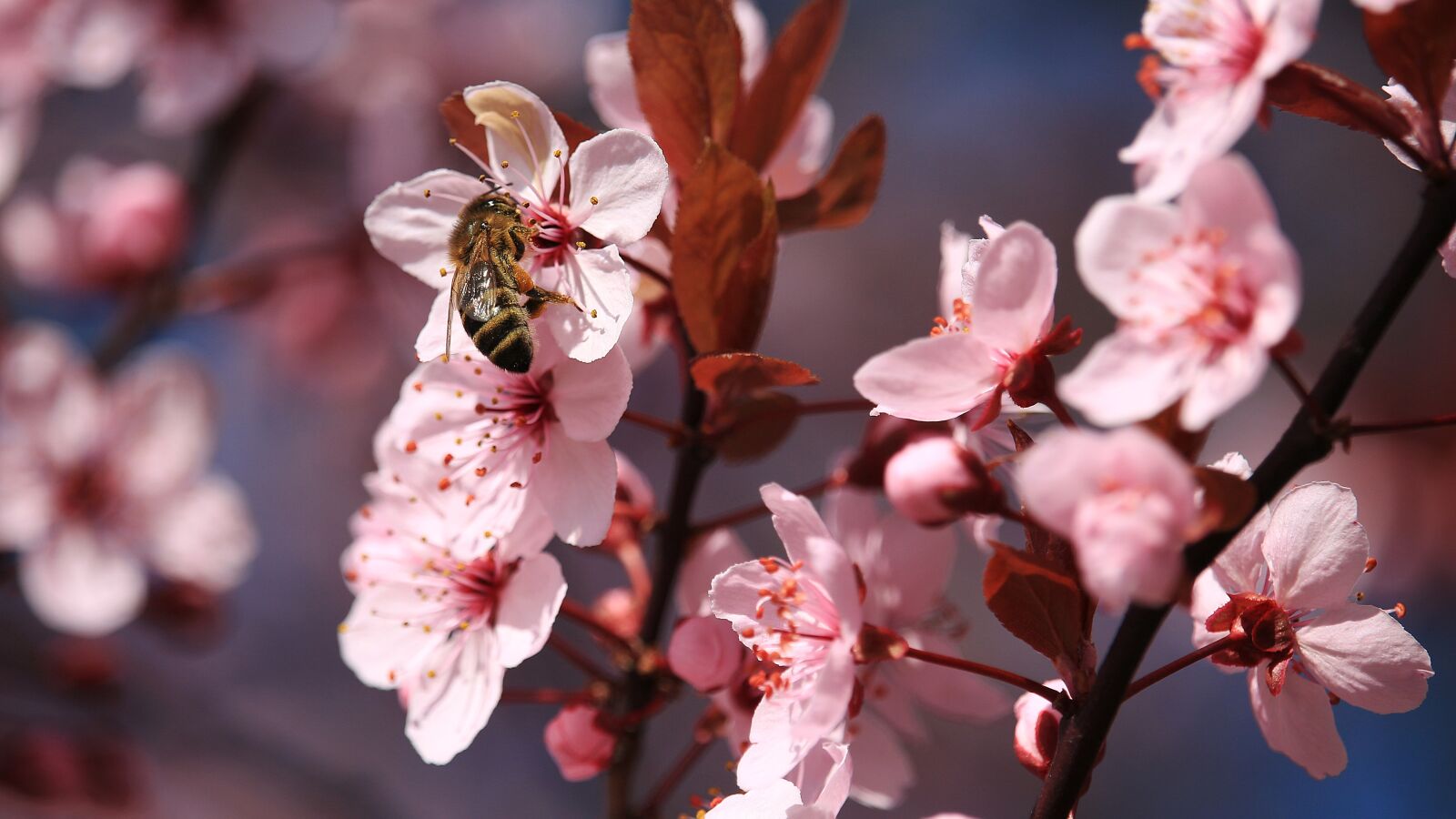 Canon EF-S 55-250mm F4-5.6 IS STM sample photo. Blossom, bloom, bee photography