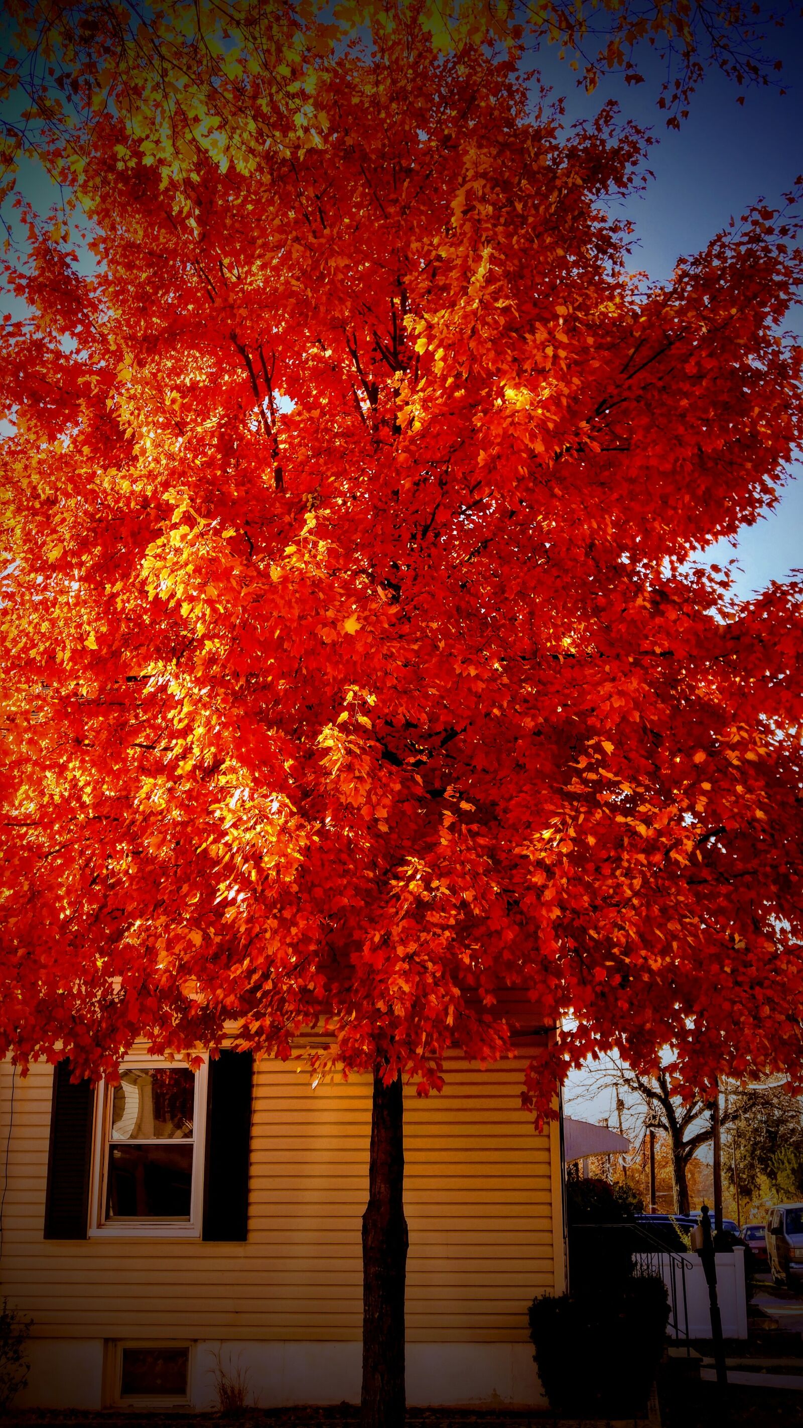 LG V10 sample photo. Wood, leaves, colors photography