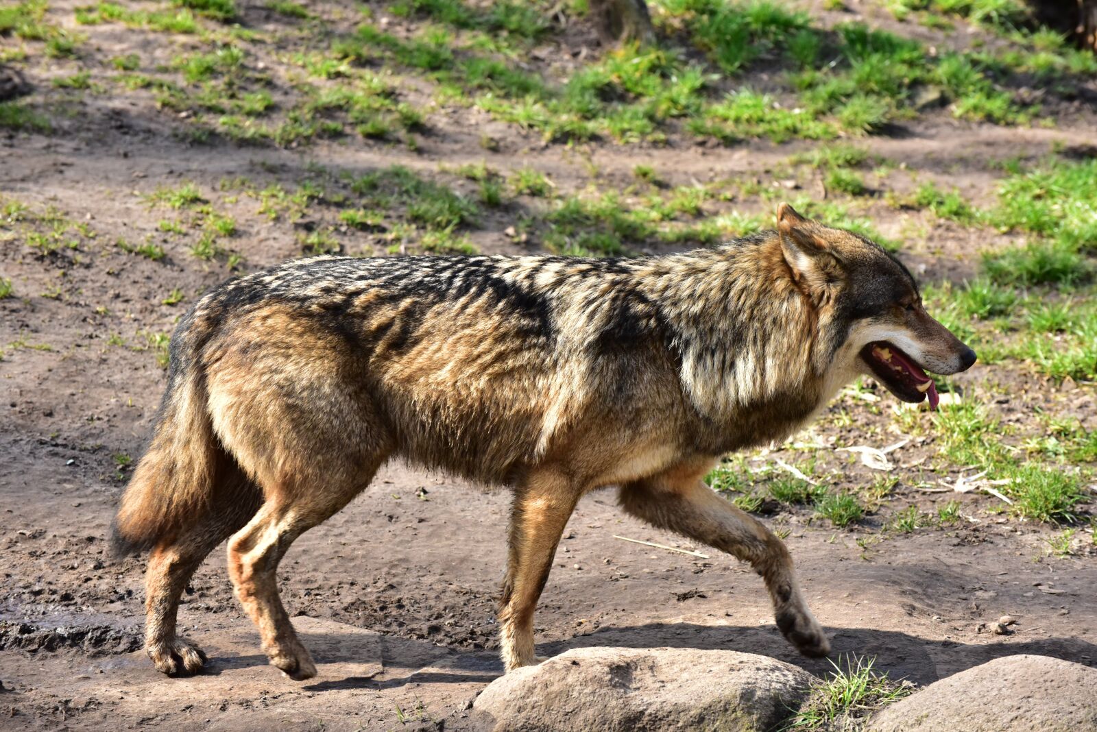 Nikon D750 sample photo. Wolf, run, area photography