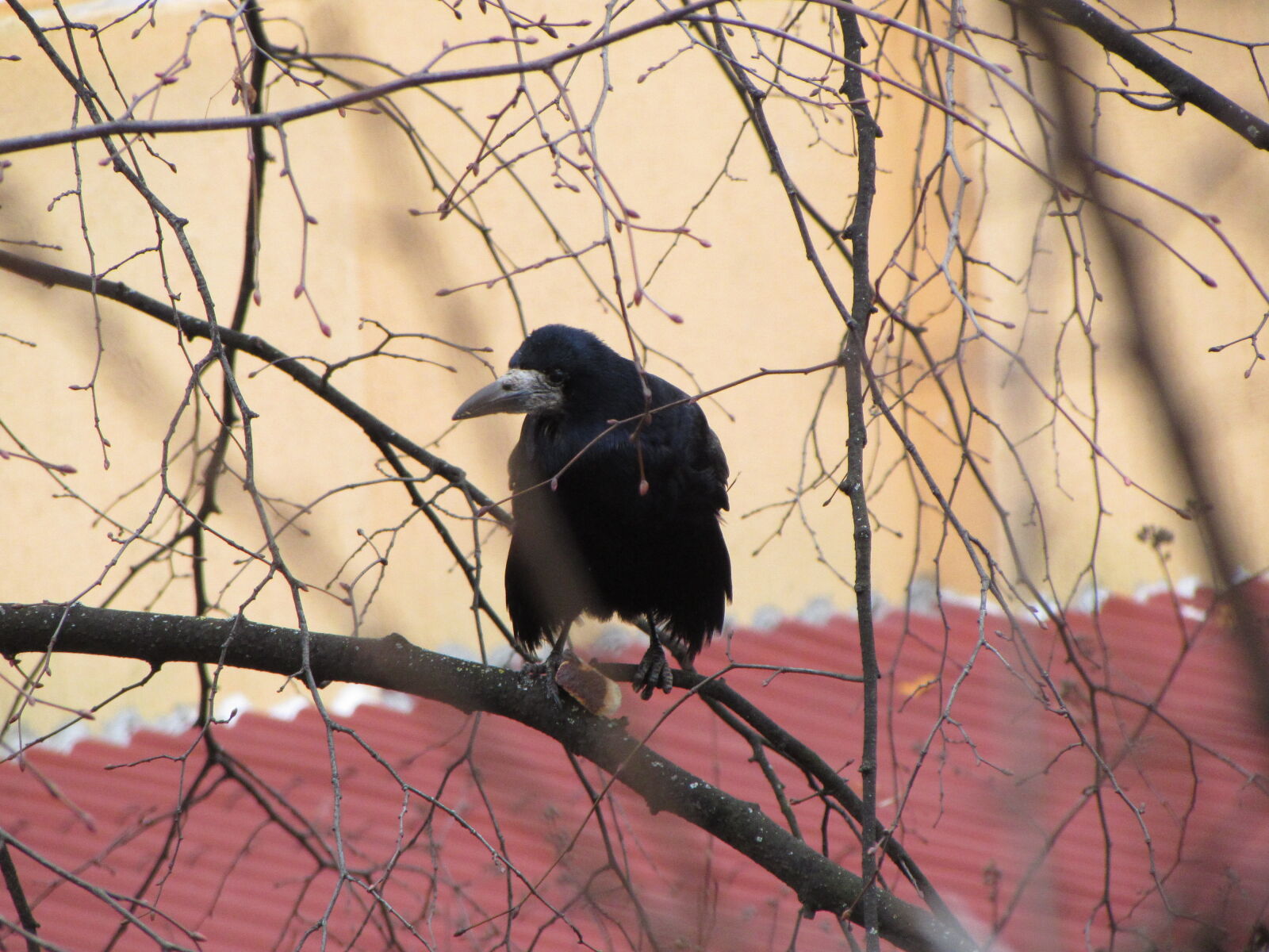 Canon PowerShot SX510 HS sample photo. Wandering, crow photography