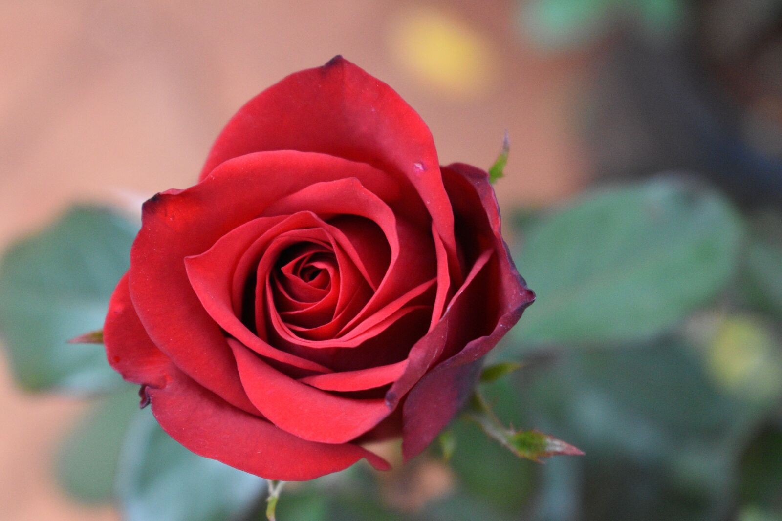 Nikon D5600 sample photo. Rose, flower, plant photography