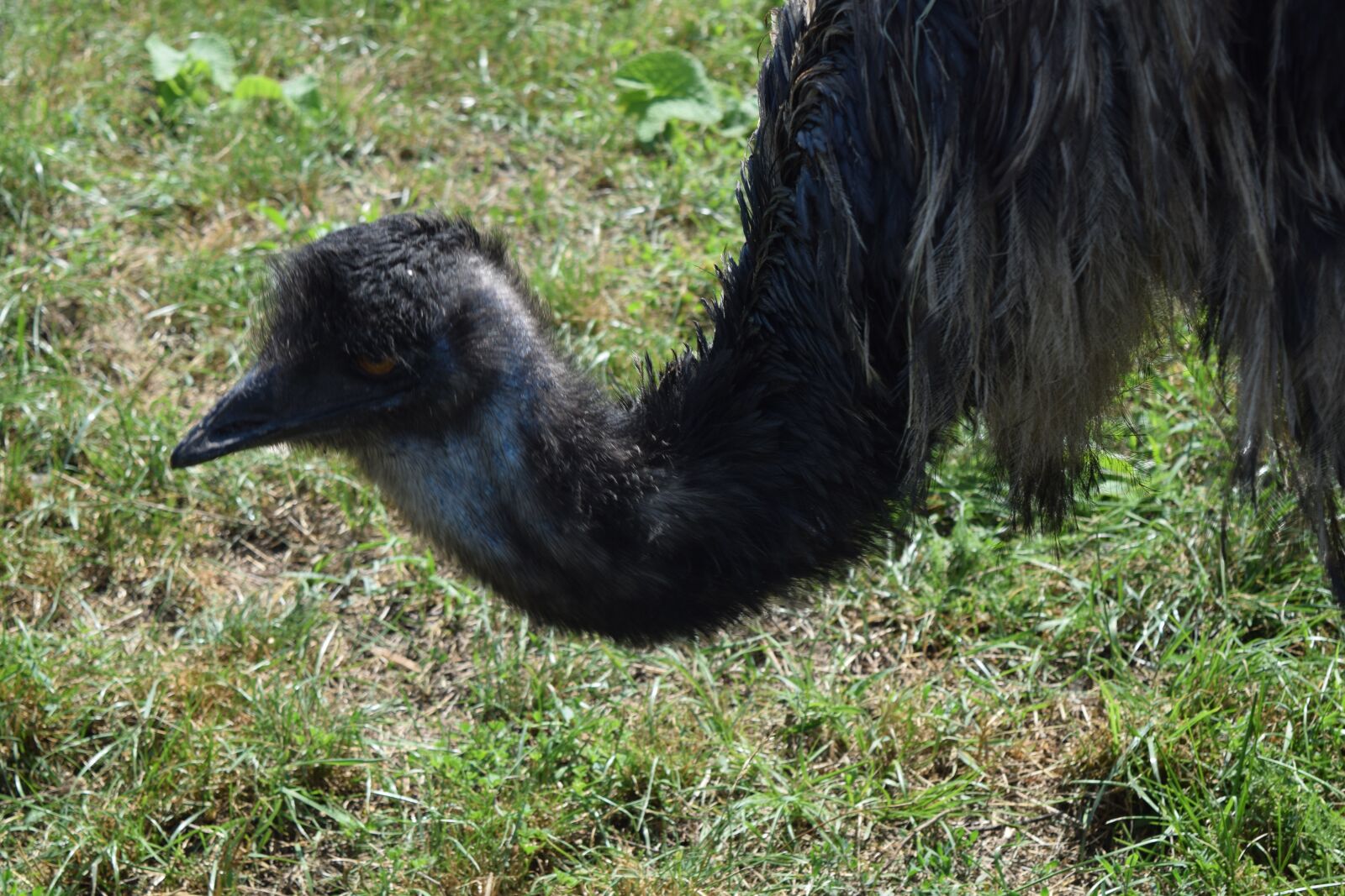 Nikon D5300 sample photo. Ostrich, bird, park photography