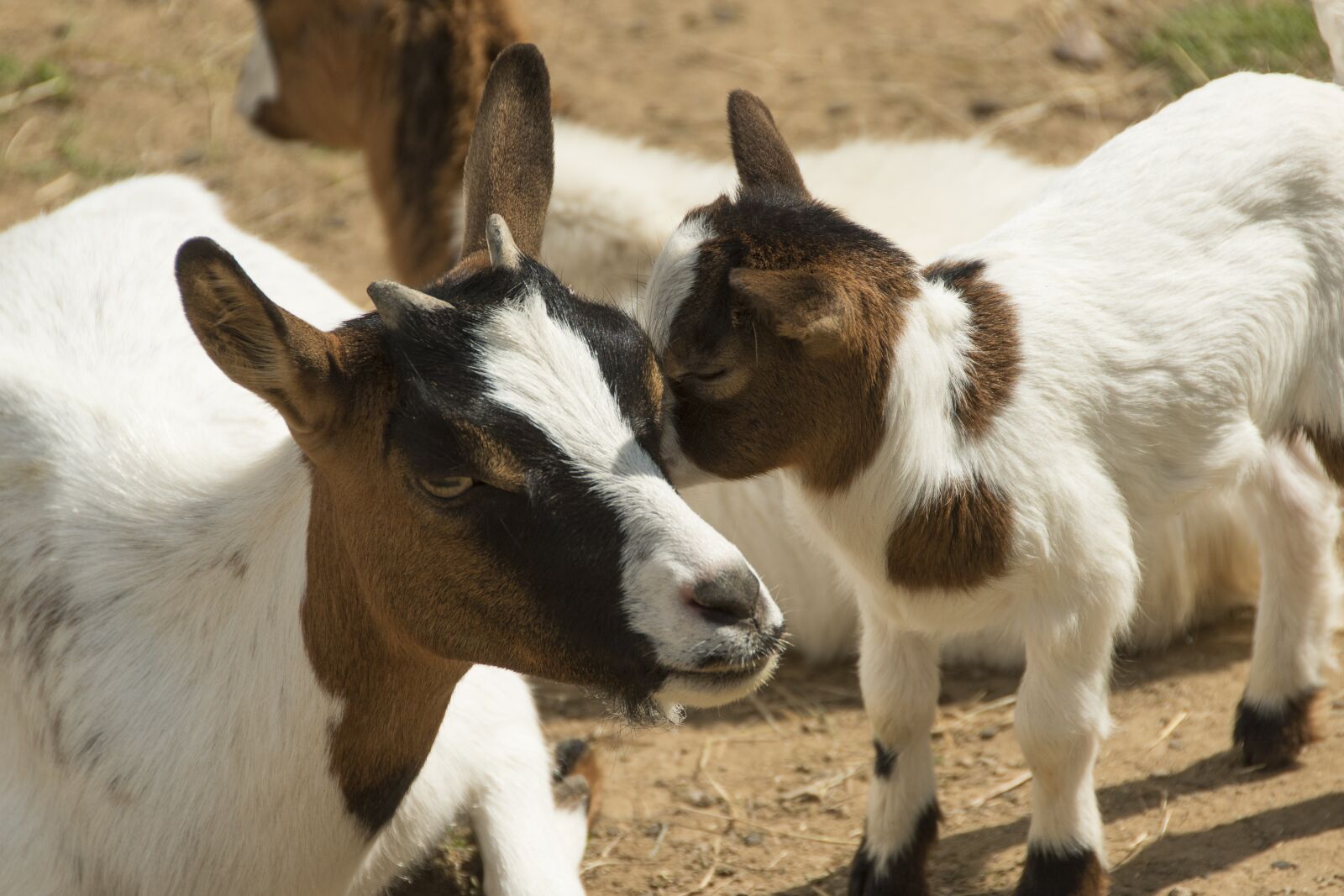 Nikon D5600 sample photo. Kid, goat, tenderness photography