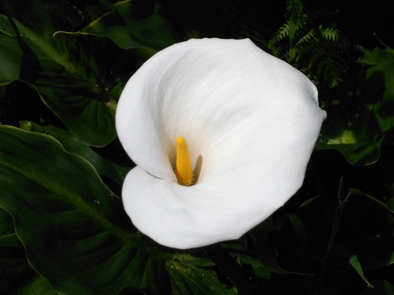 HUAWEI Honor 5X sample photo. Calla, white, flower photography