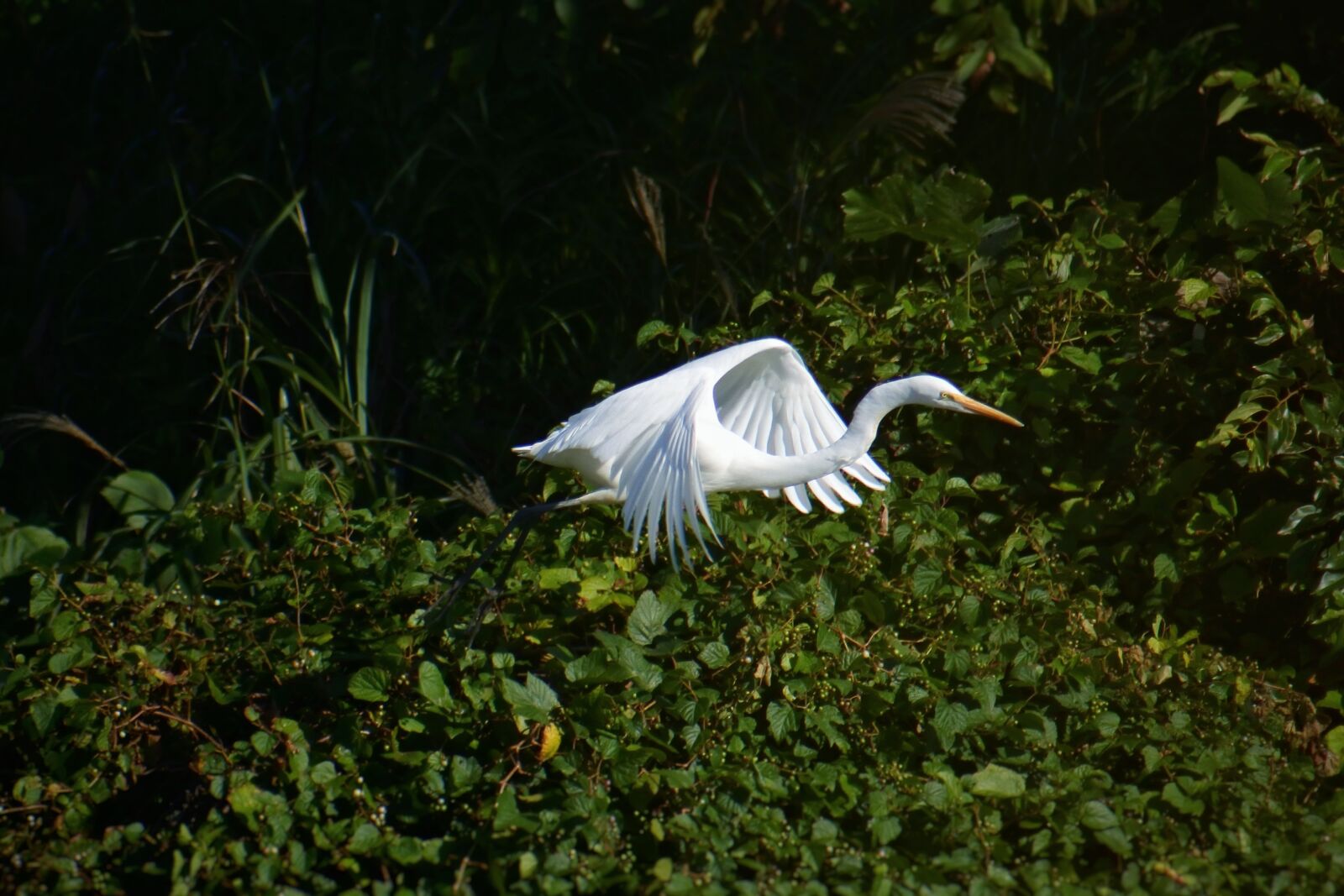VR 70-300mm f/4.5-6.3G sample photo. Animal, river, waterside photography