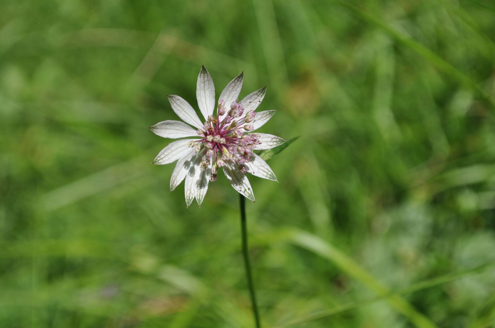 Nikon D5000 sample photo. Flower, mountain, solitary photography